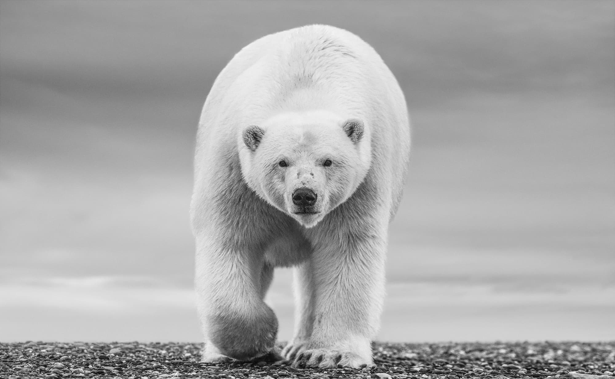 "The North Slope" by David Yarrow, Alaska, USA, 2018. Black and white photograph.