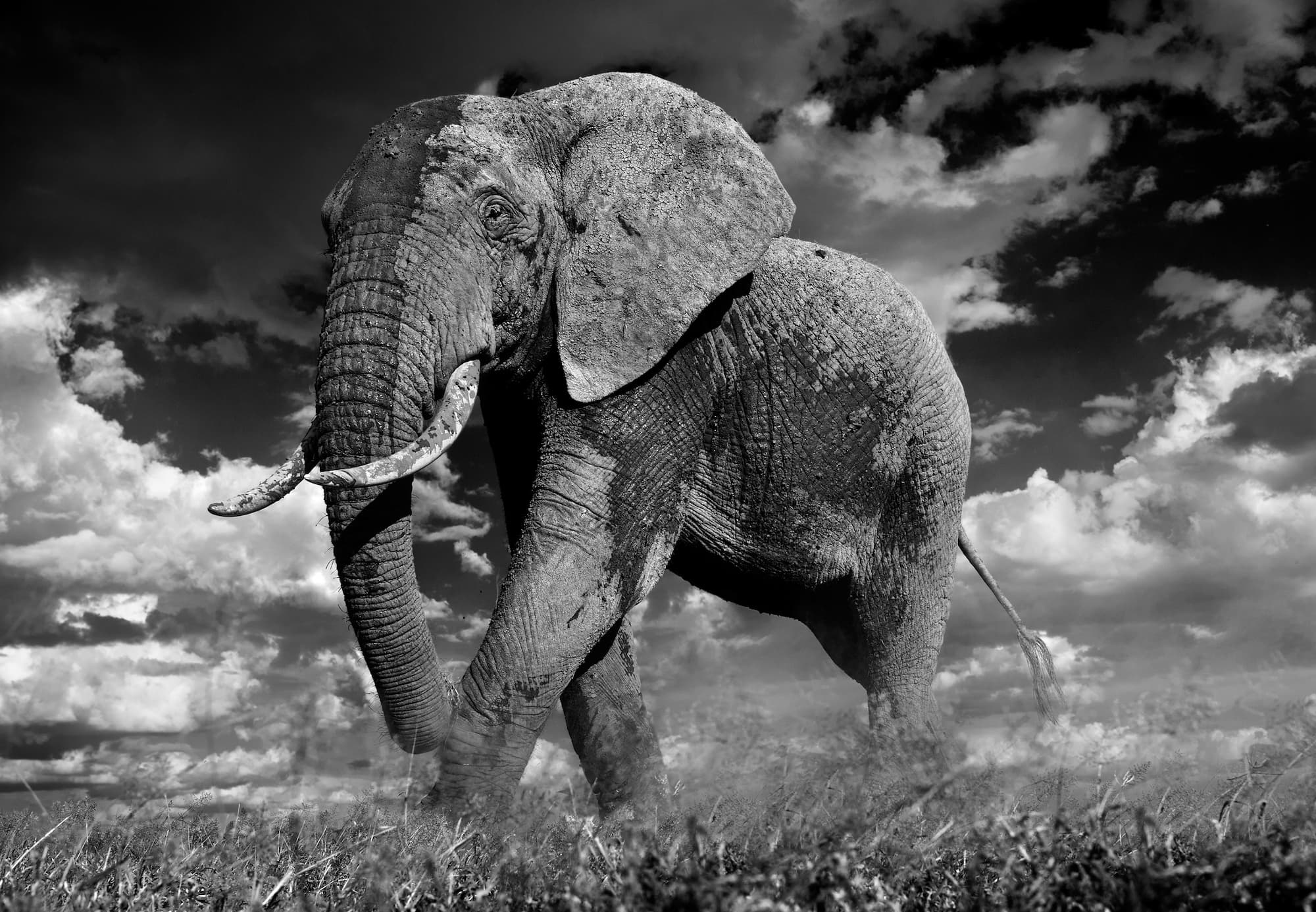 "The Patrician" by David Yarrow, Amboseli, Kenya, 2014. Black and white photograph.