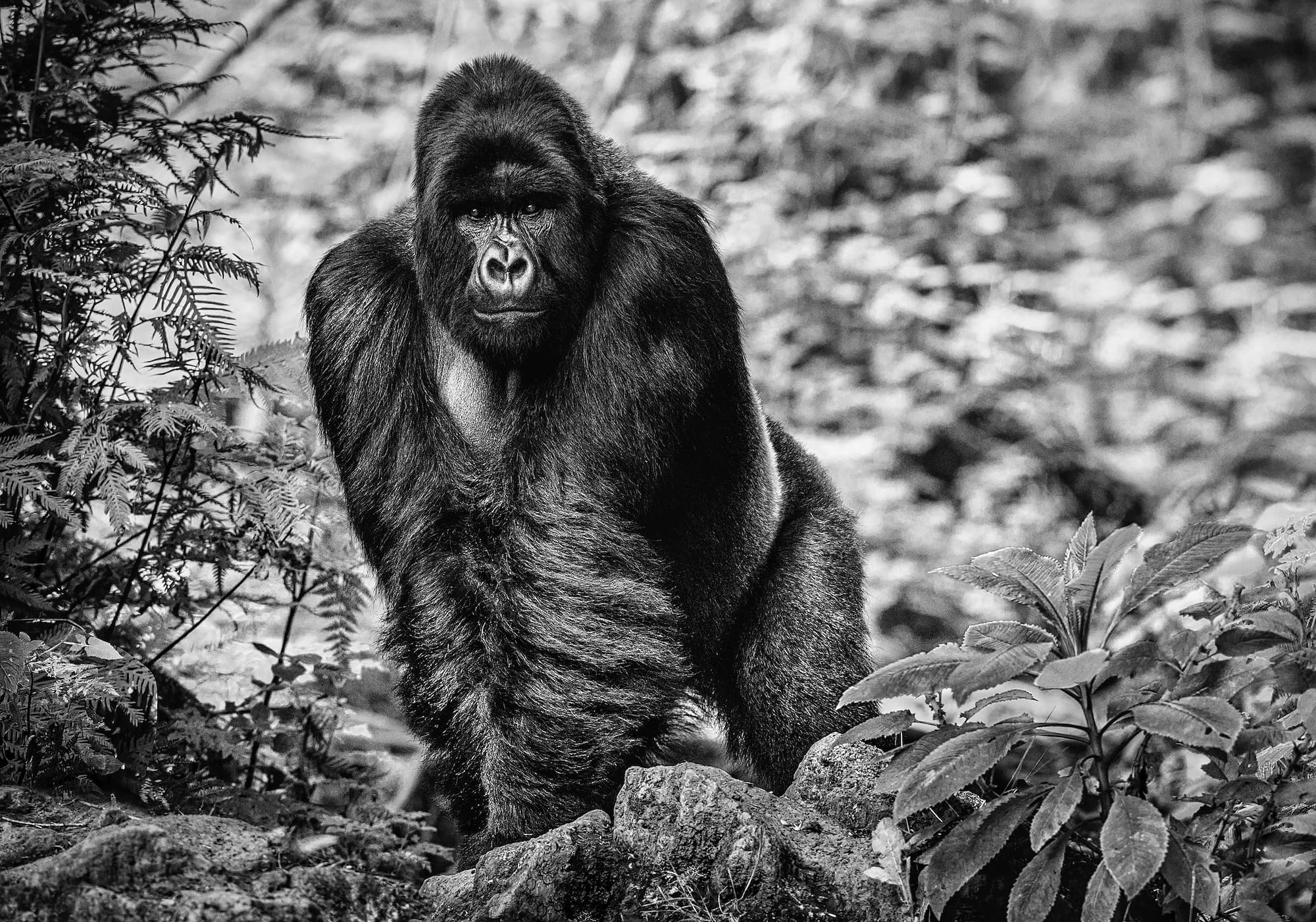 "The Pilgrim" by David Yarrow, Volcanoes National Park, Rwanda, 2022. Black and white photograph.