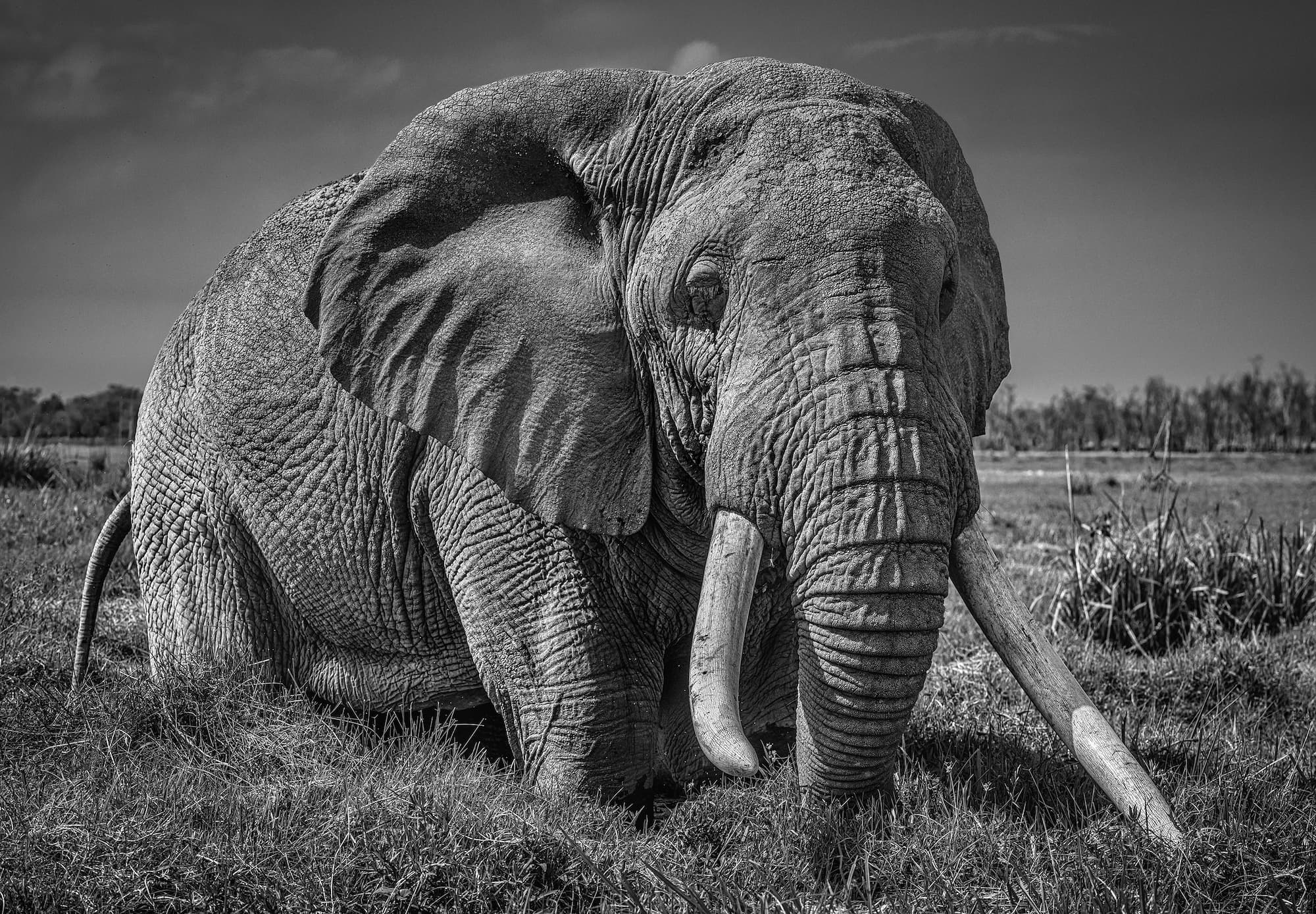"The Pirate" by David Yarrow, Amboseli, Kenya, 2020. Black and white photograph.