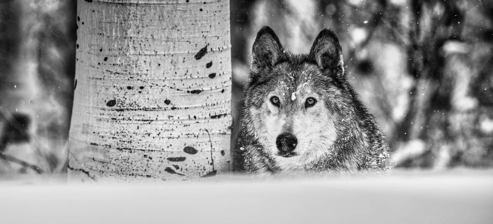 "The Power of the Dog" by David Yarrow, Aspen, Colorado, 2022. Black and white photograph.