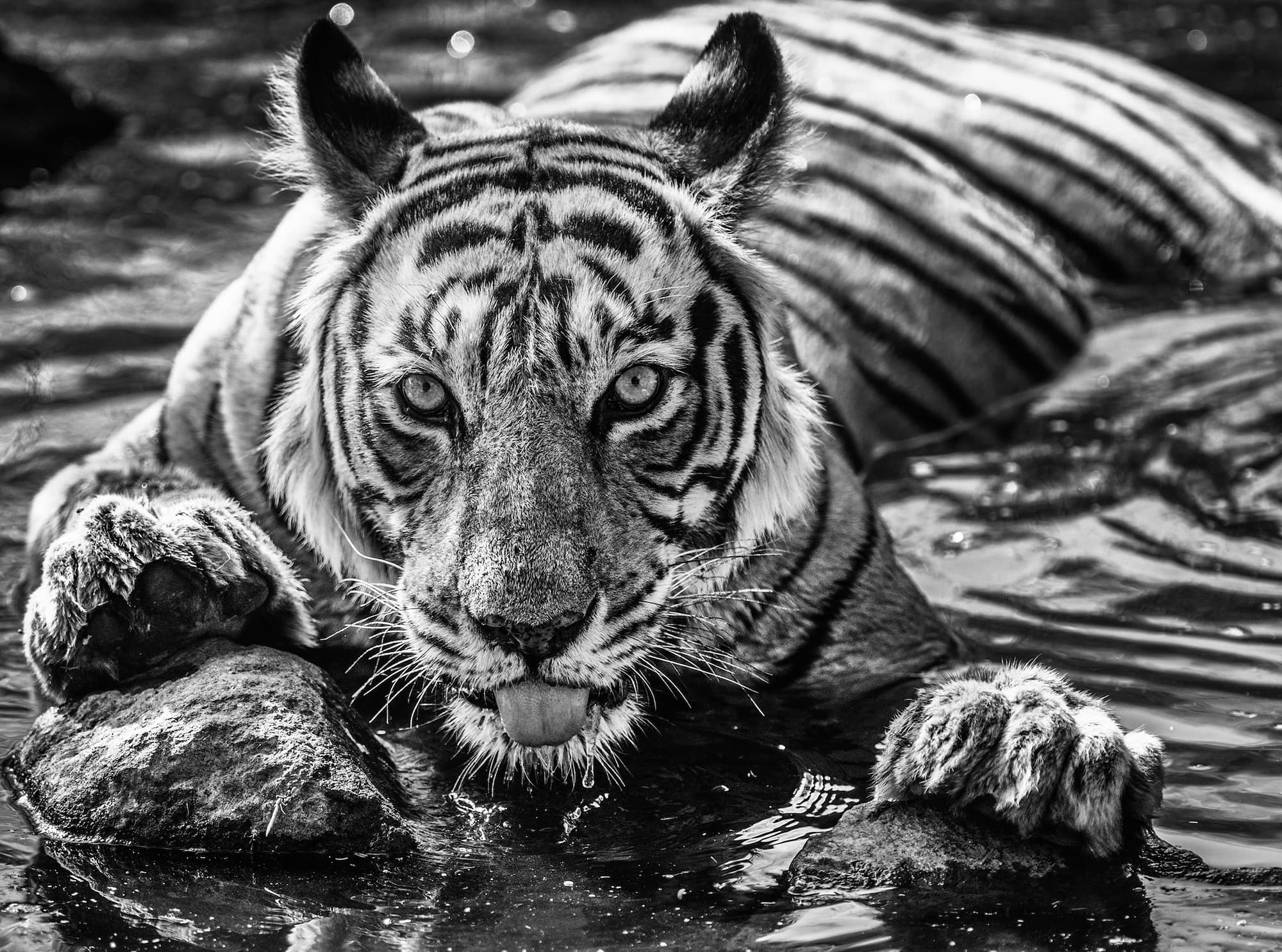 "The Queen of Ranthambore" by David Yarrow, Ranthambore National Park, India, 2018. Black and white photograph.