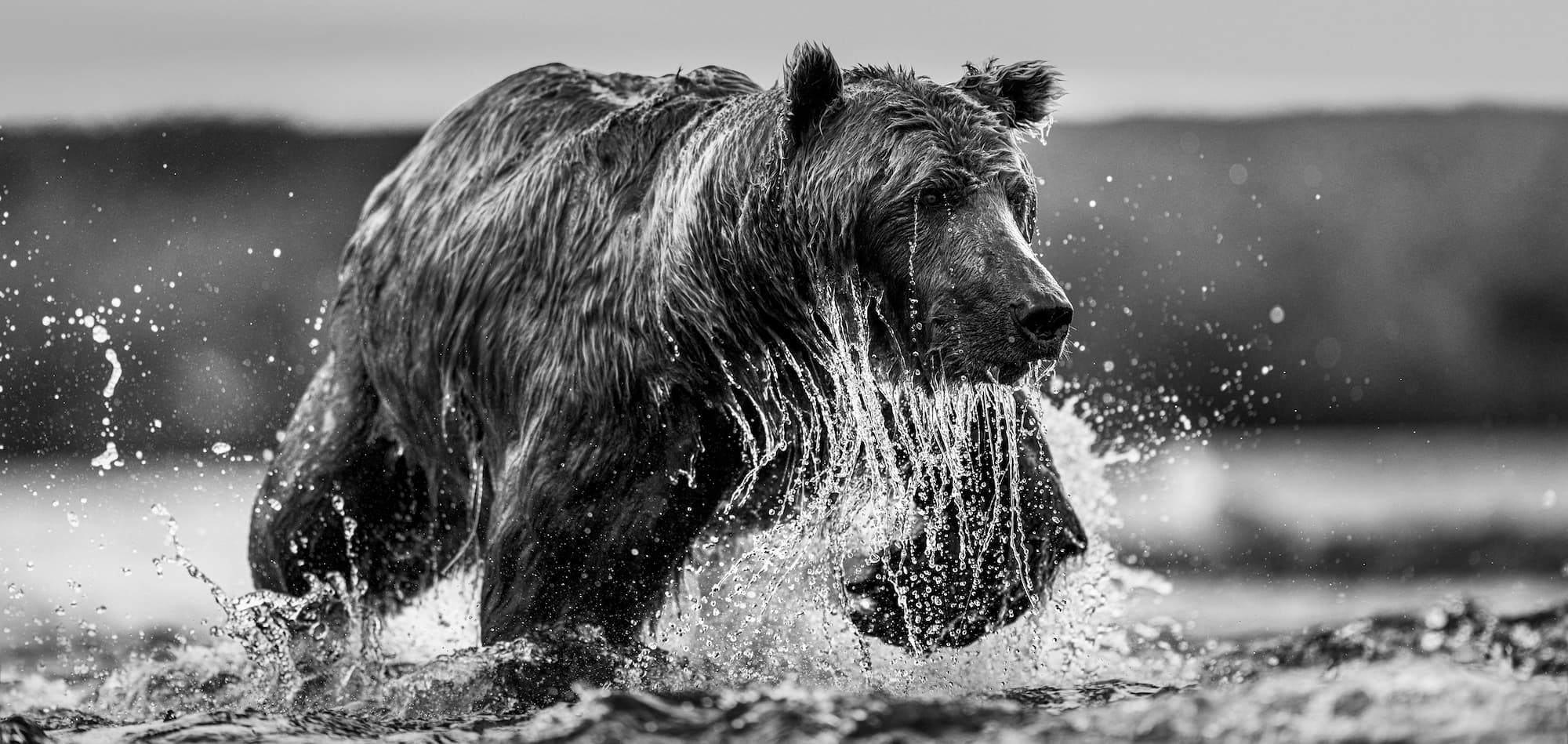 "The Salmon Run" by David Yarrow, Funnel Creek, Alaska, 2025. Black and white photograph.