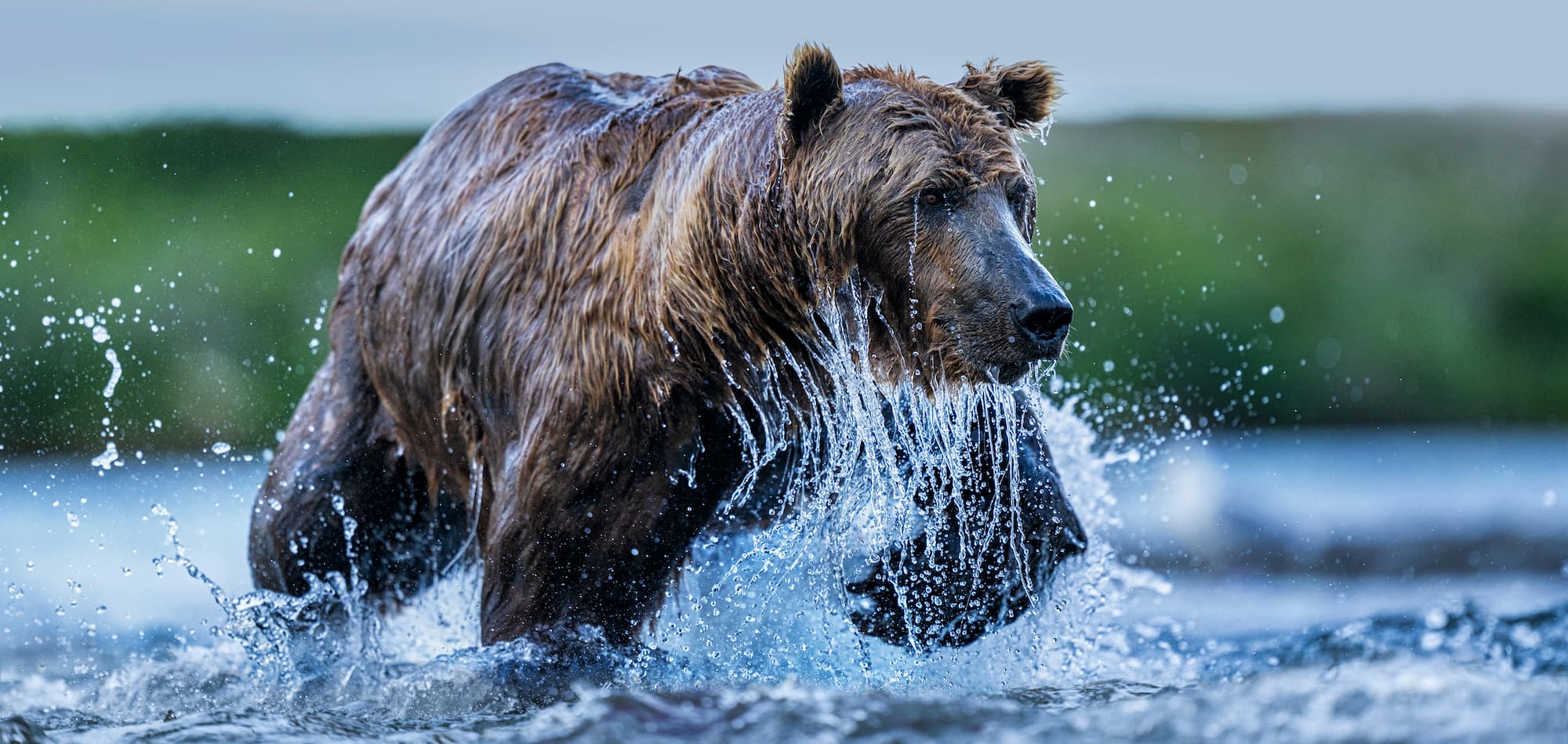 "The Salmon Run" by David Yarrow, Funnel Creek, Alaska, 2025. Colour photograph.