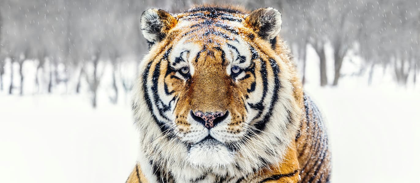 The Siberian II