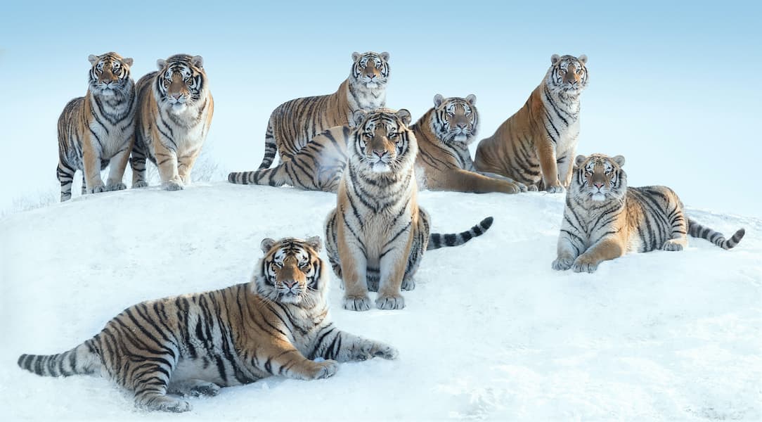 The Siberians (Colour)