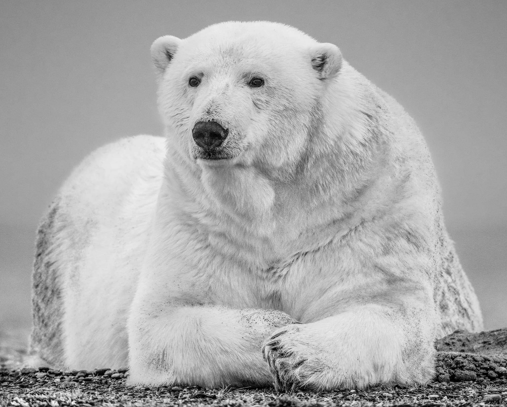 "The Statesman II" by David Yarrow, Kaktovik, Alaska, 2018. Black and white photograph.