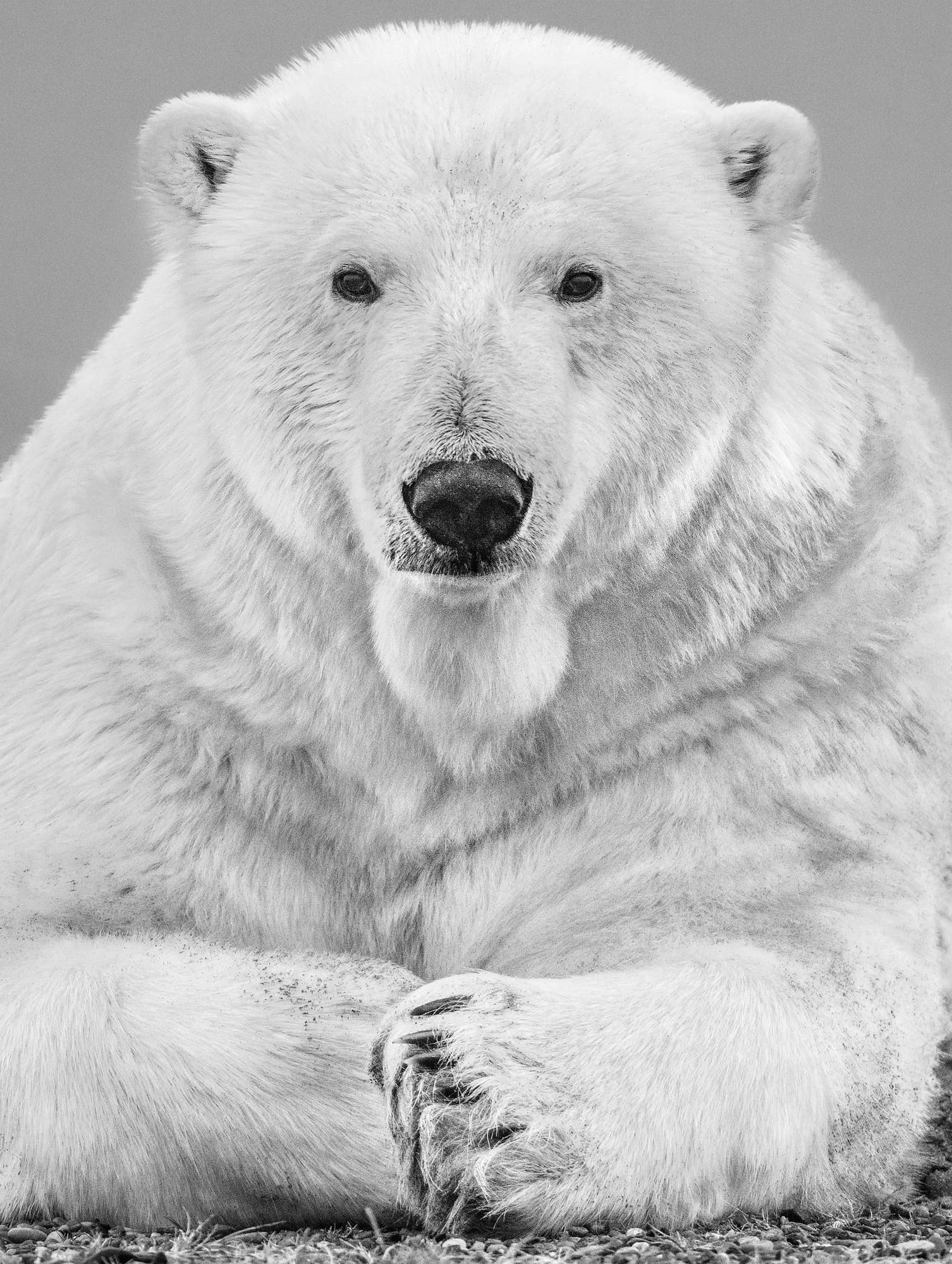 "The Statesman" by David Yarrow, Kaktovik, Alaska, 2018. Black and white photograph.