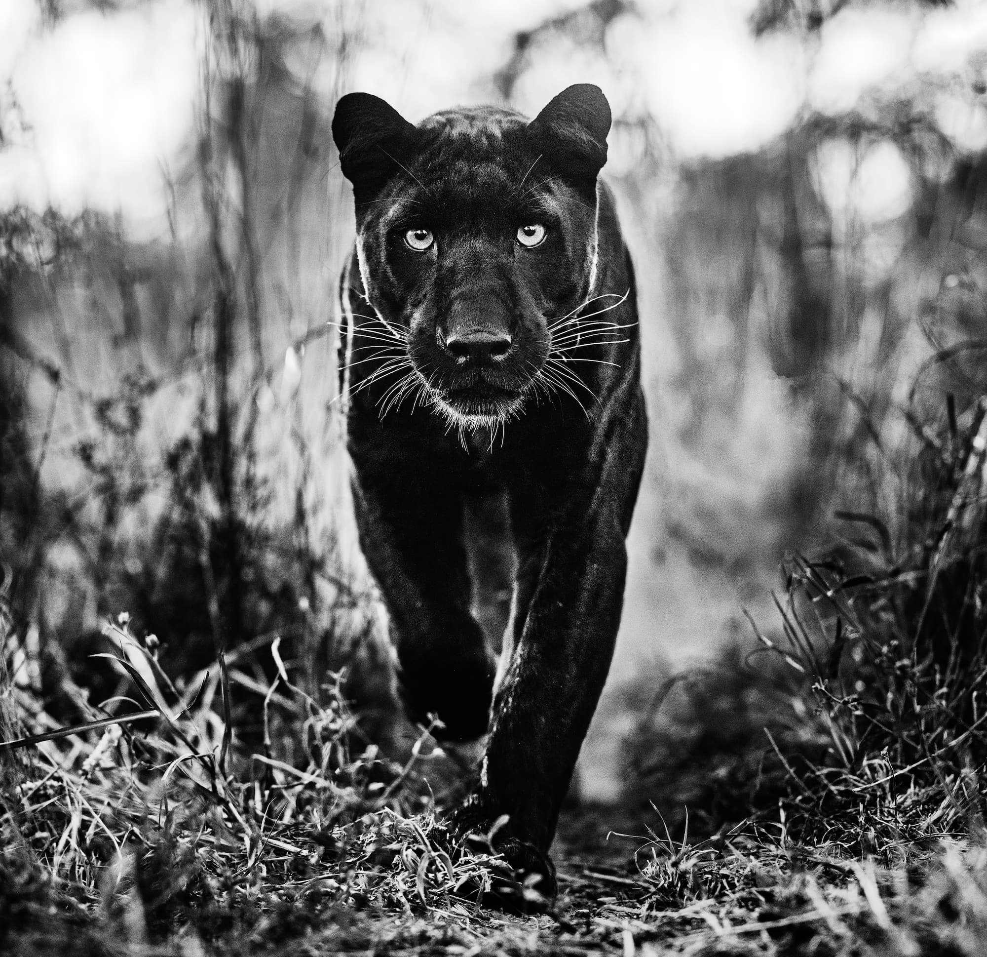 "The Superhero" by David Yarrow, Dinokeng, South Africa, 2019. Black and white photograph.