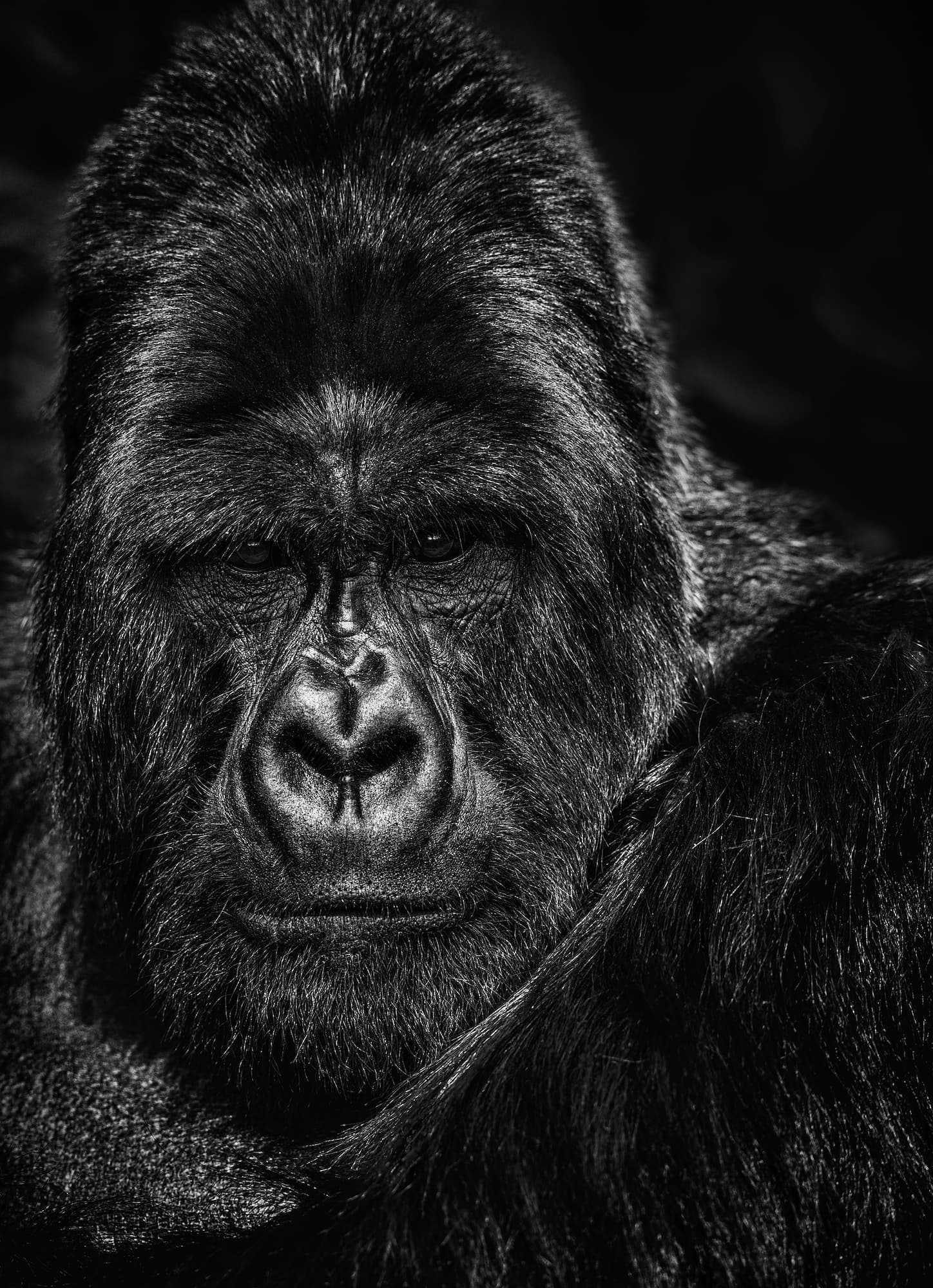 "The Thinker" by David Yarrow, Volcanoes National Park, Rwanda, 2020. Black and white photograph.