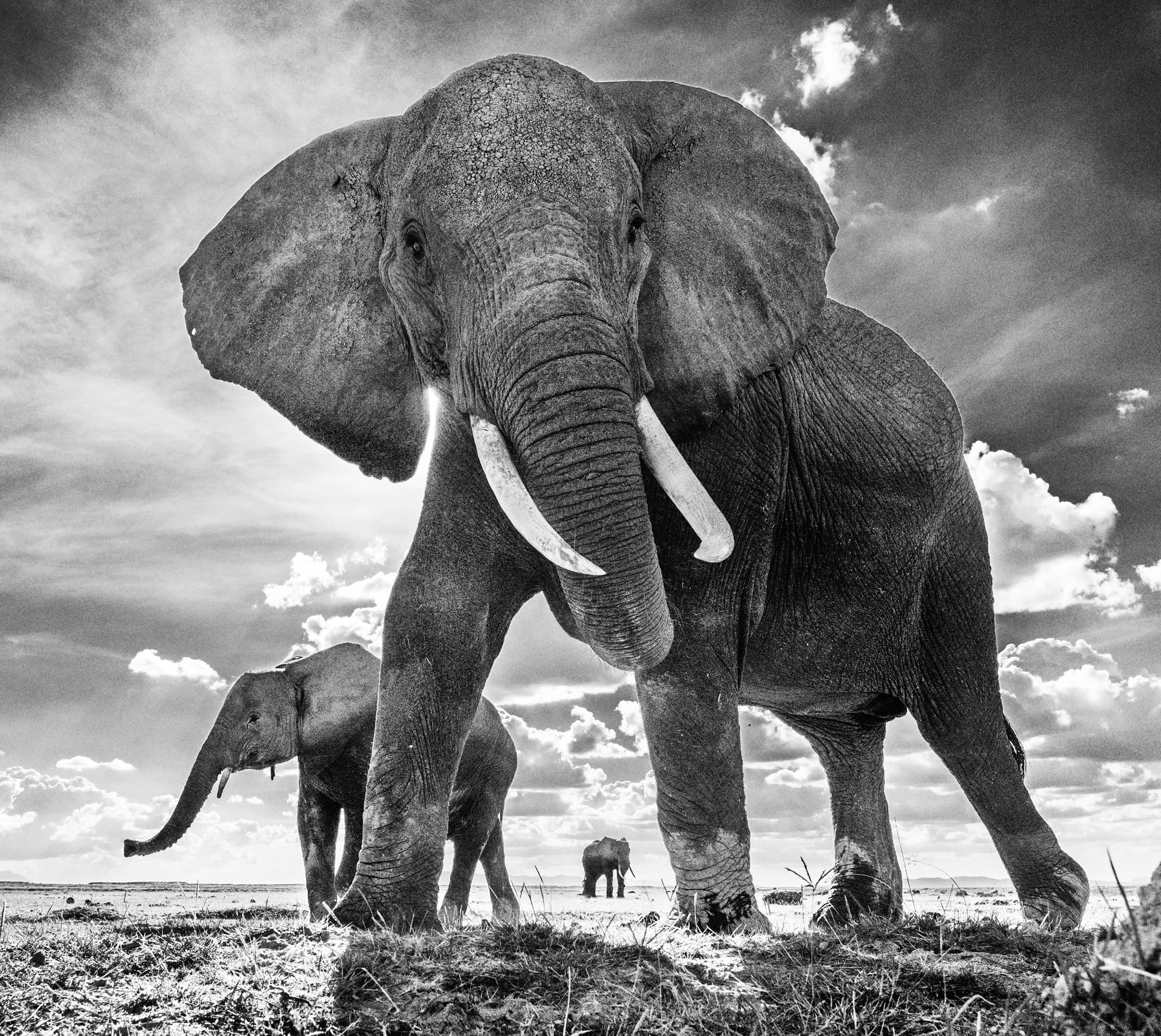 "The Untouchables II" by David Yarrow, Amnoseli, Kenya, 2017. Black and white photograph.