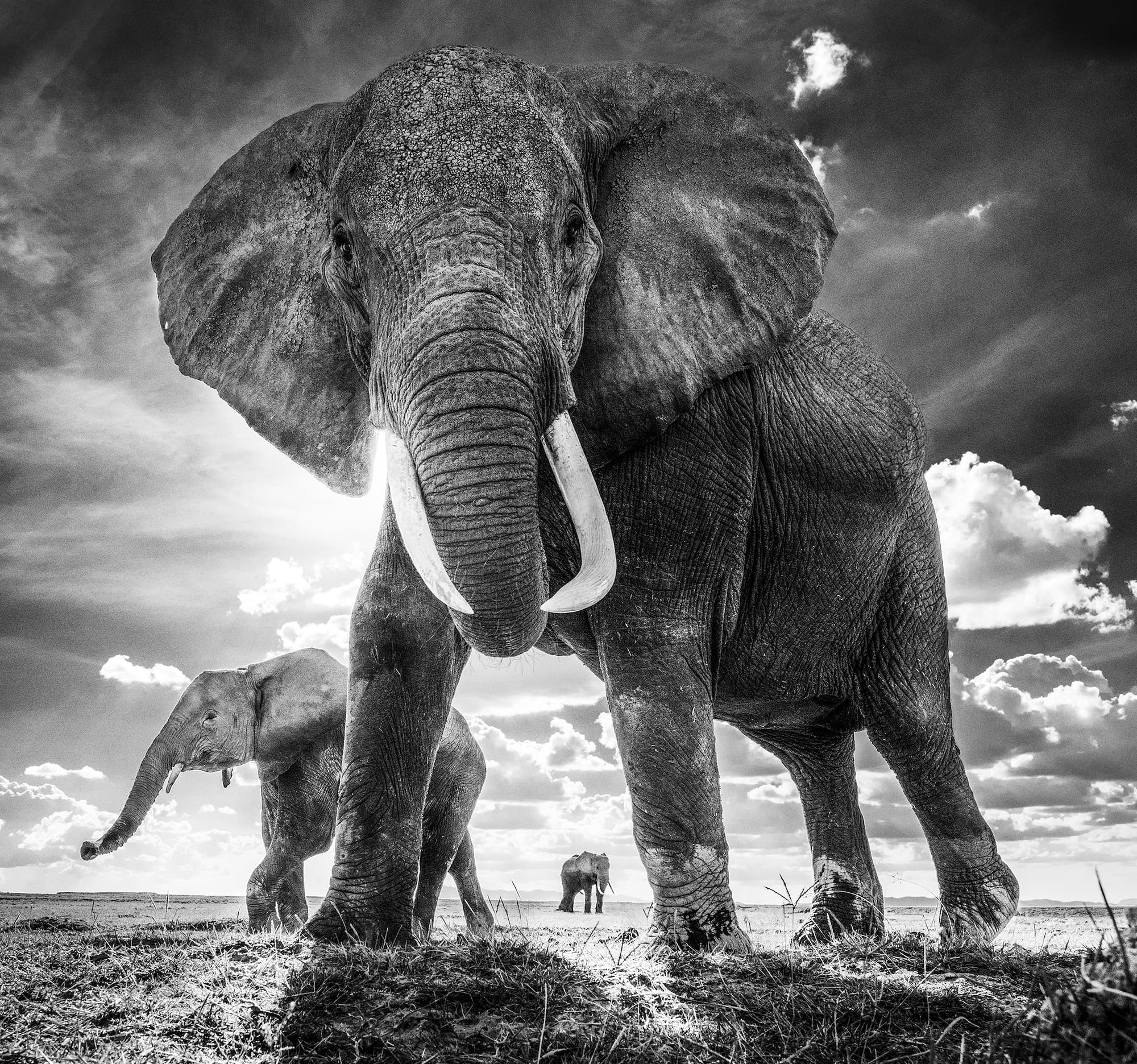 "The Untouchables" by David Yarrow, Amnoseli, Kenya, 2017. Black and white photograph.