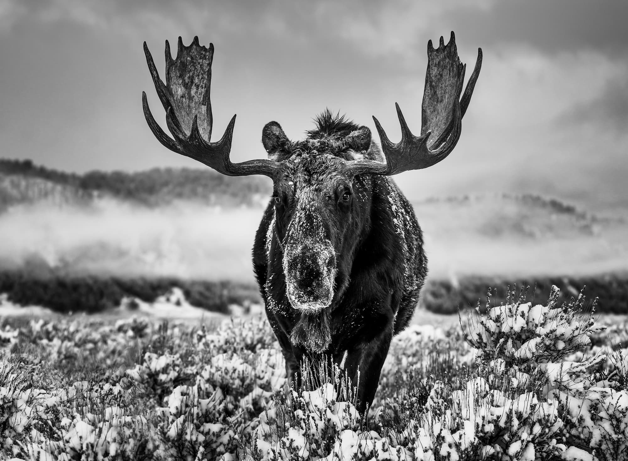"The Winter Season" by David Yarrow, Jackson Hole, Wyoming, 2024. Black and white photograph.