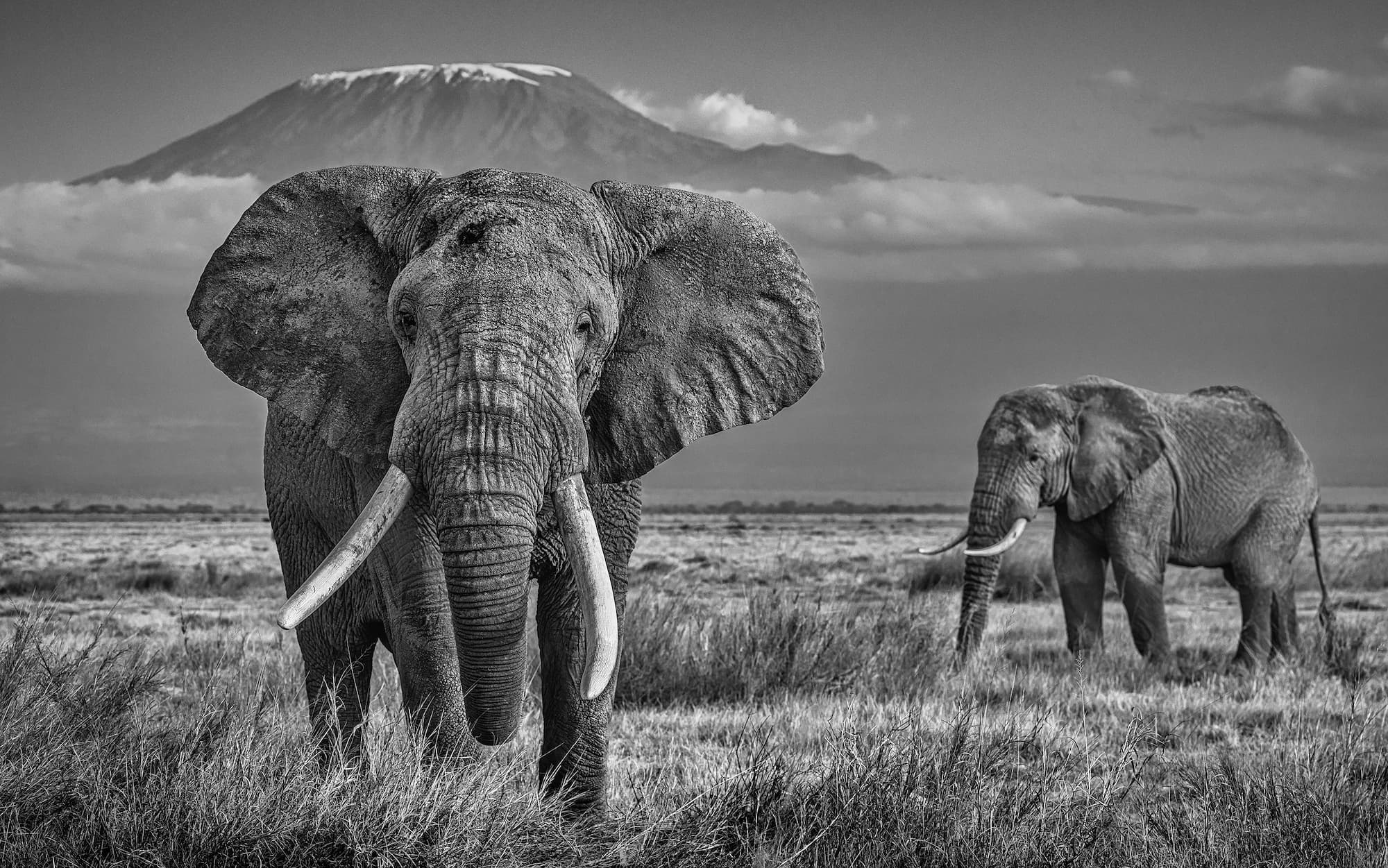 "The Witness" by David Yarrow, Amboseli, Kenya, 2020. Black and white photograph.
