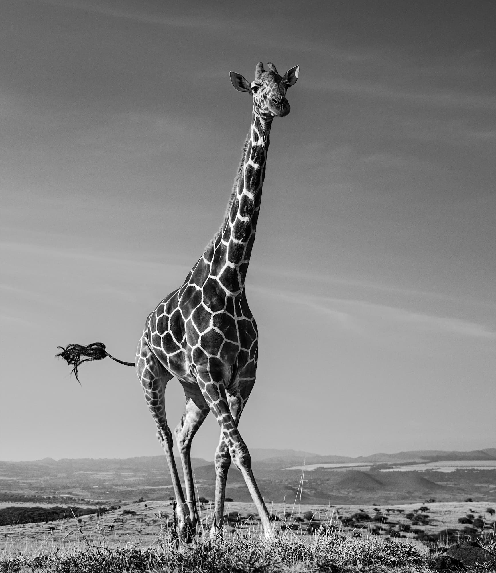 "Tiny Dancer" by David Yarrow, Amboseli, Kenya, 2019. Black and white photograph.