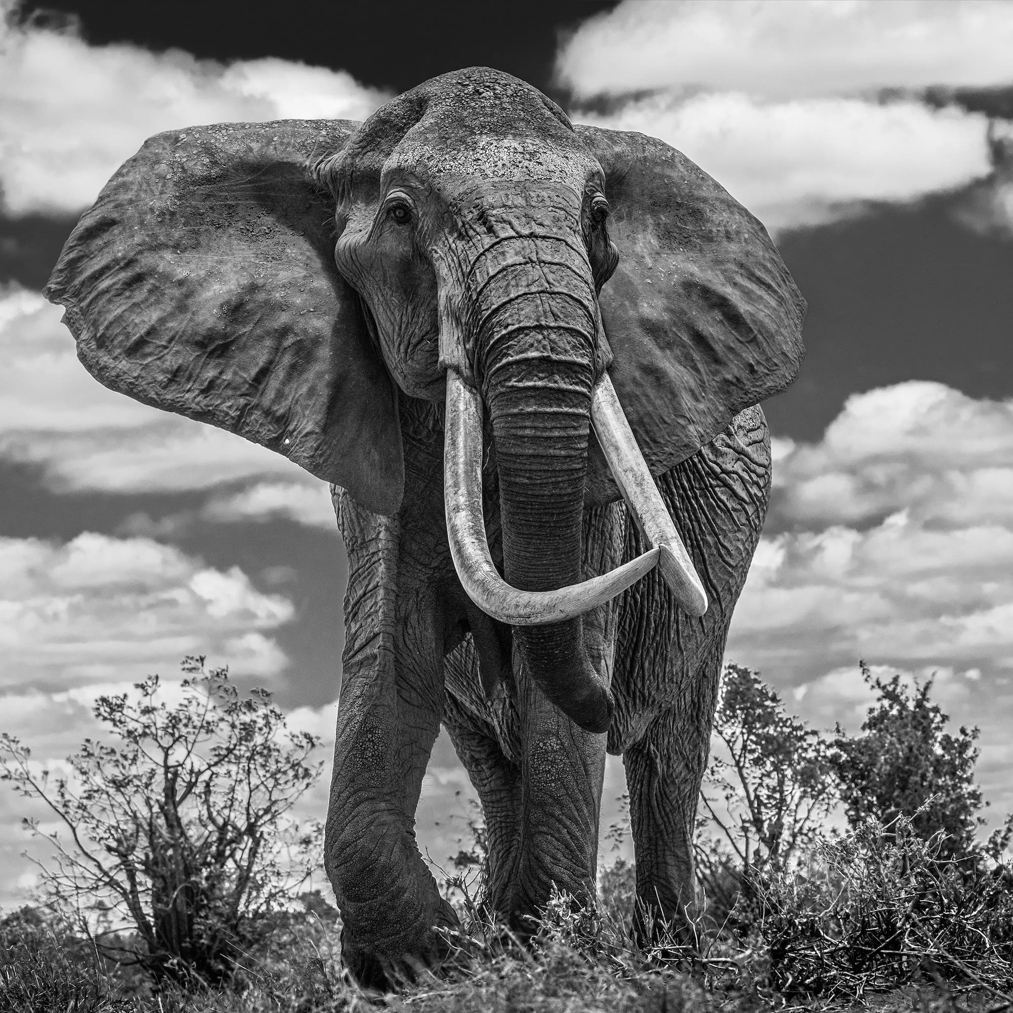 "Tsavo East" by David Yarrow, Tsavo, Kenya, 2017. Black and white photograph.