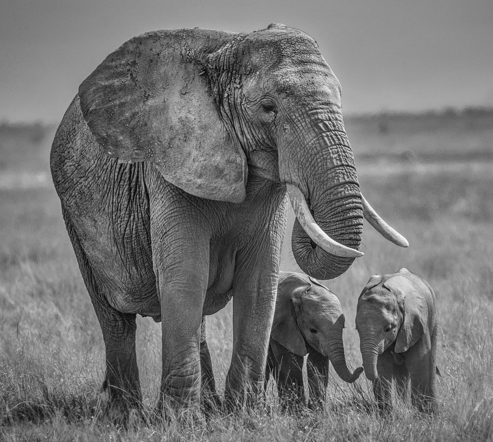 "Twins" by David Yarrow, Amboseli, Kenya, 2020. Black and white photograph.