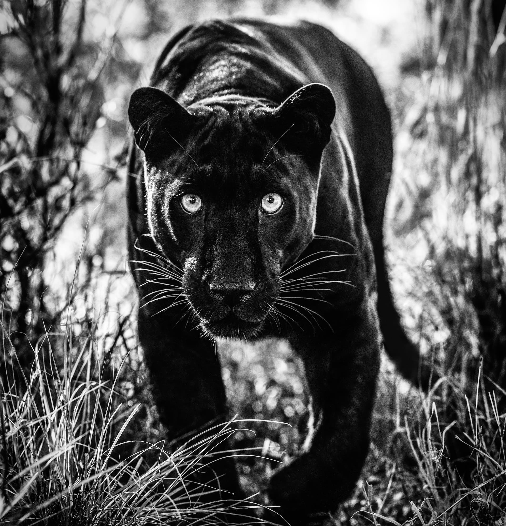 "Wakanda" by David Yarrow, Dinokeng, South Africa, 2019. Black and white photograph.