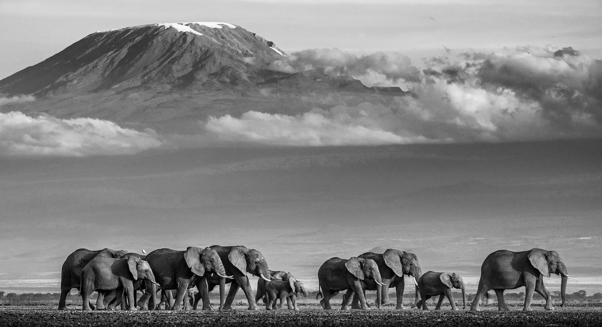 "Walk the Line II" by David Yarrow, Amboseli, Kenya, 2019. Black and white photograph.