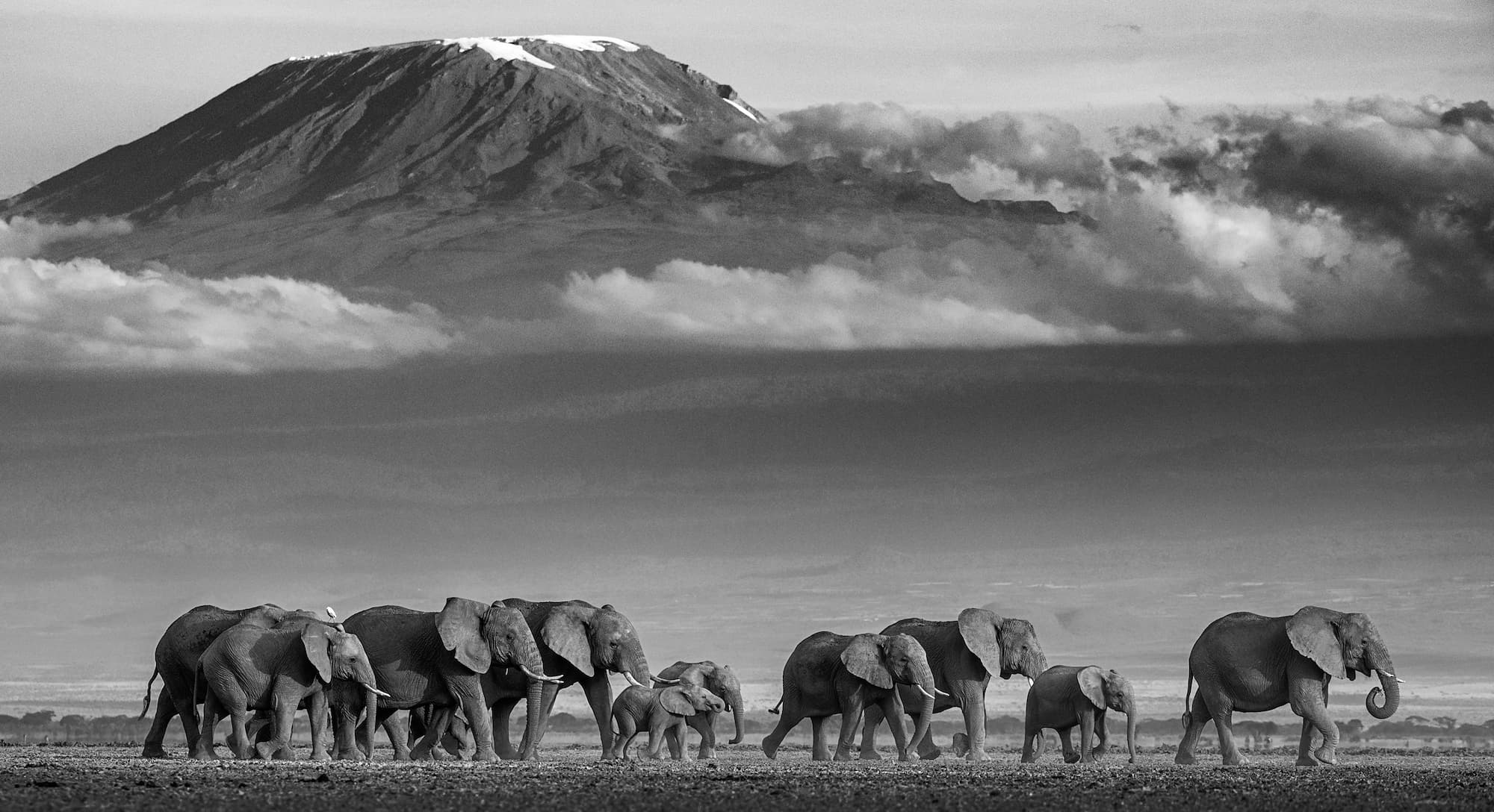 "Walk the Line" by David Yarrow, Amboseli, Kenya, 2019. Black and white photograph.