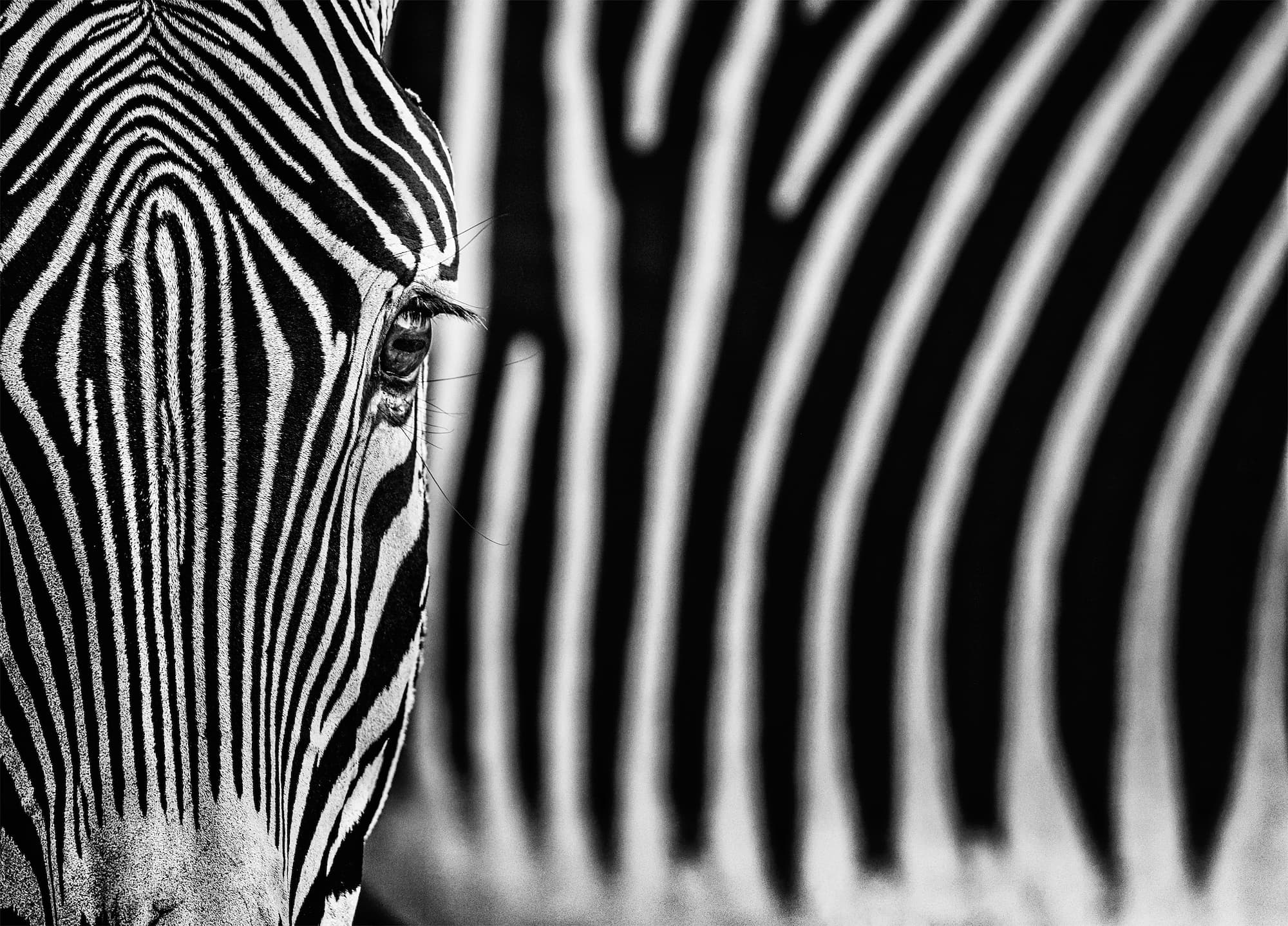 "White Lines" by David Yarrow, Amboseli, Kenya, 2020. Black and white photograph.