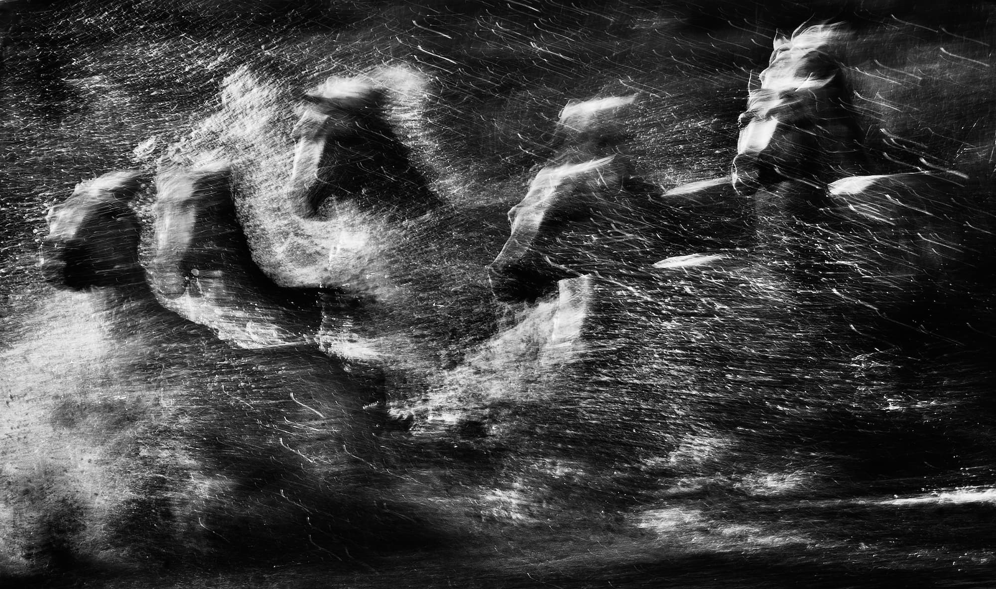 "White Rush" by David Yarrow, The Camargue, France, 2013. Black and white photograph.