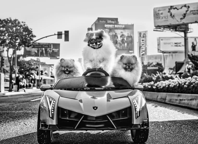 Who Let the Dogs Out