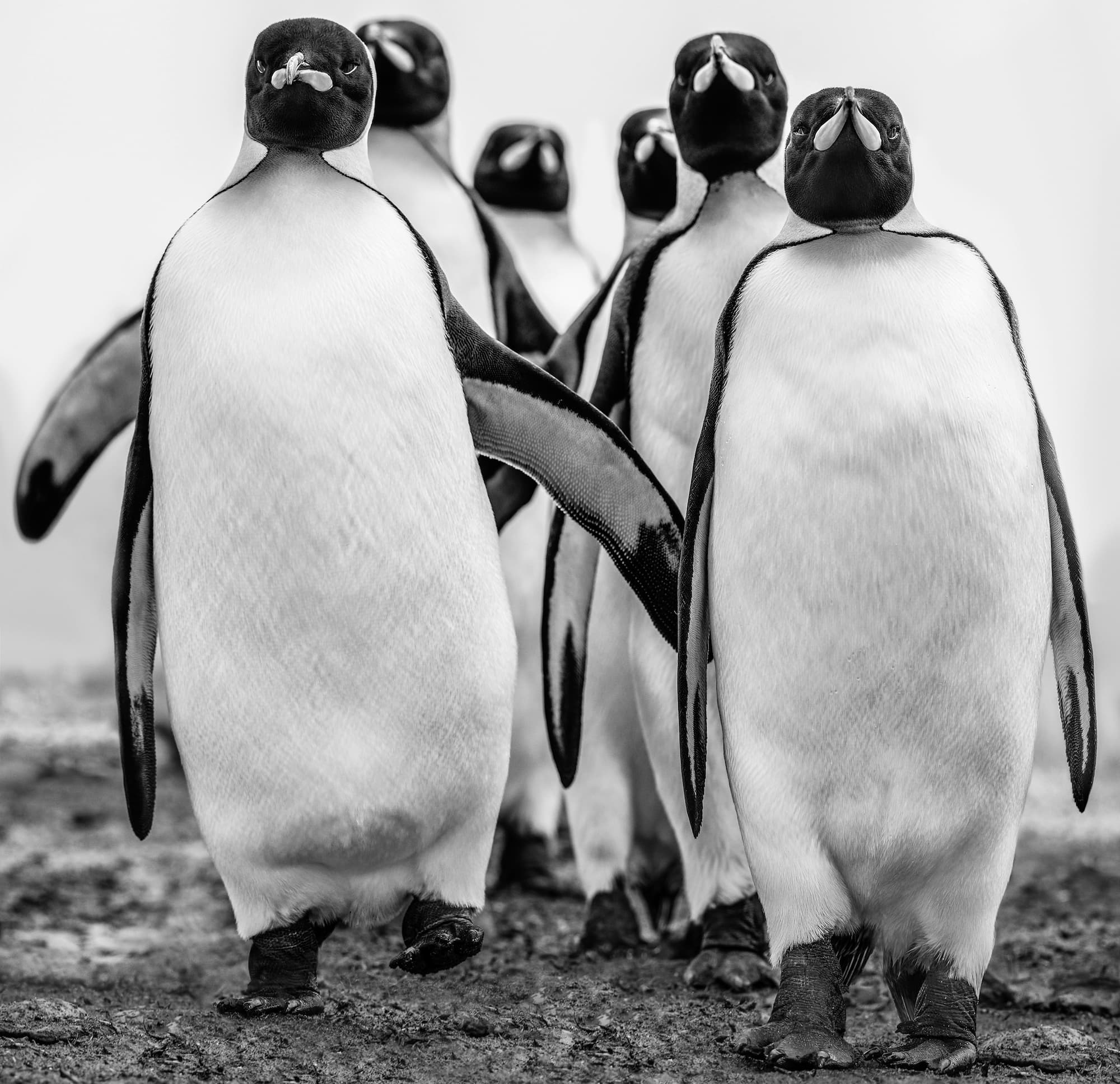 "Wise Guys" by David Yarrow, South Georgia, 2018. Black and white photograph.