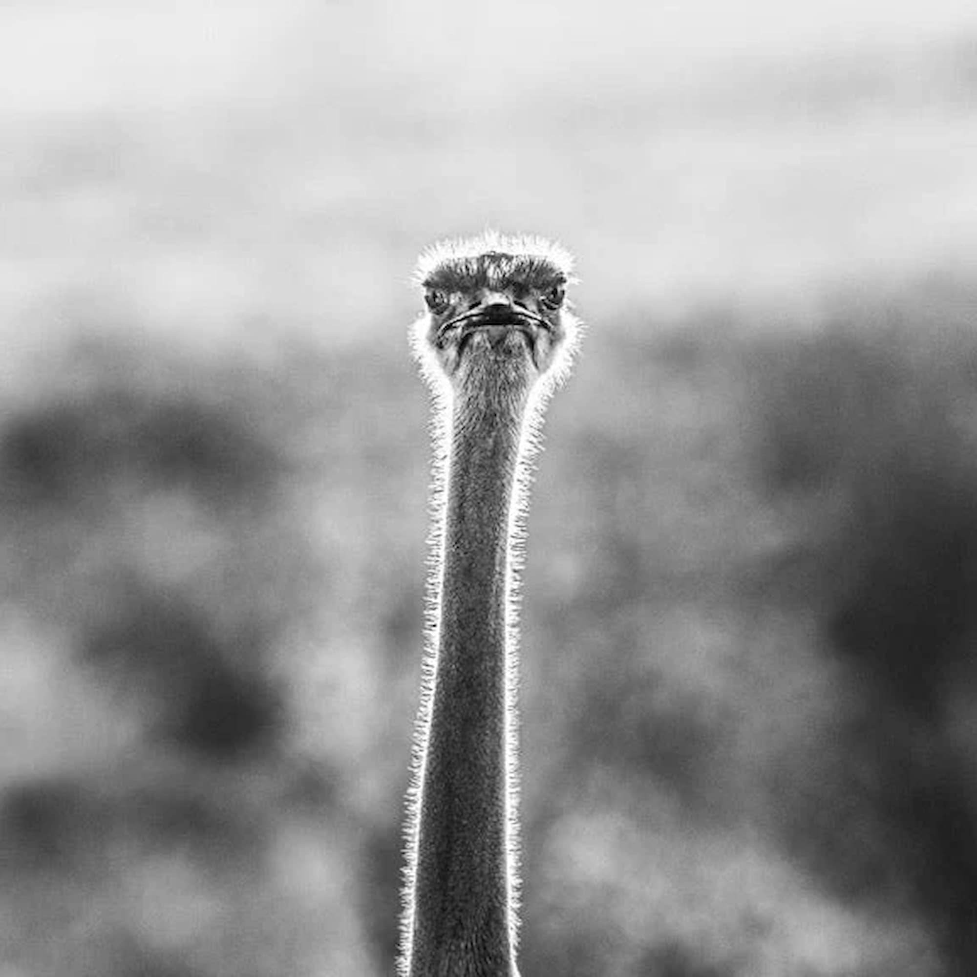 "WTF" by David Yarrow, Kenya, 2017. Black and white photograph.