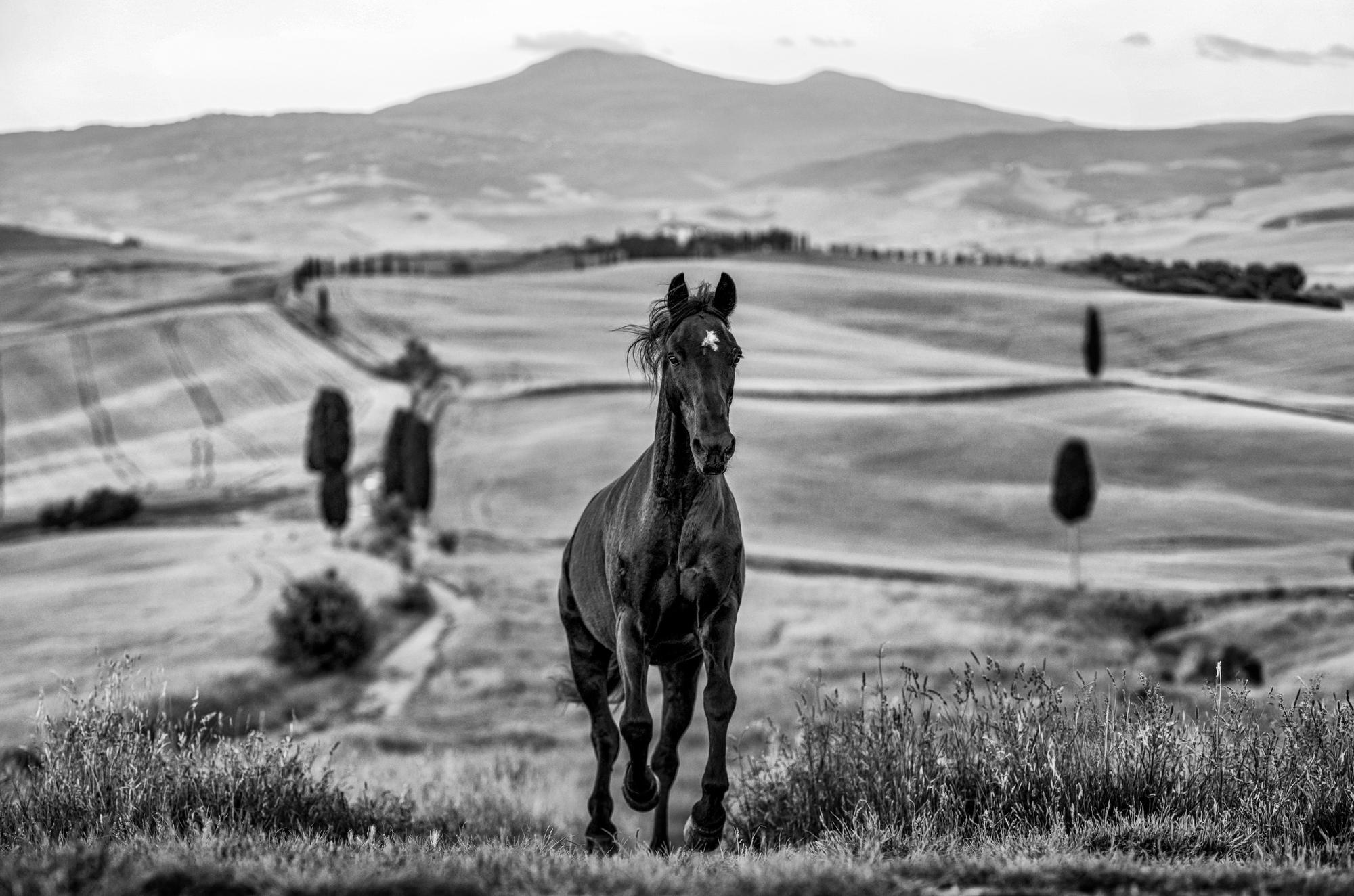 Maximus by David Yarrow