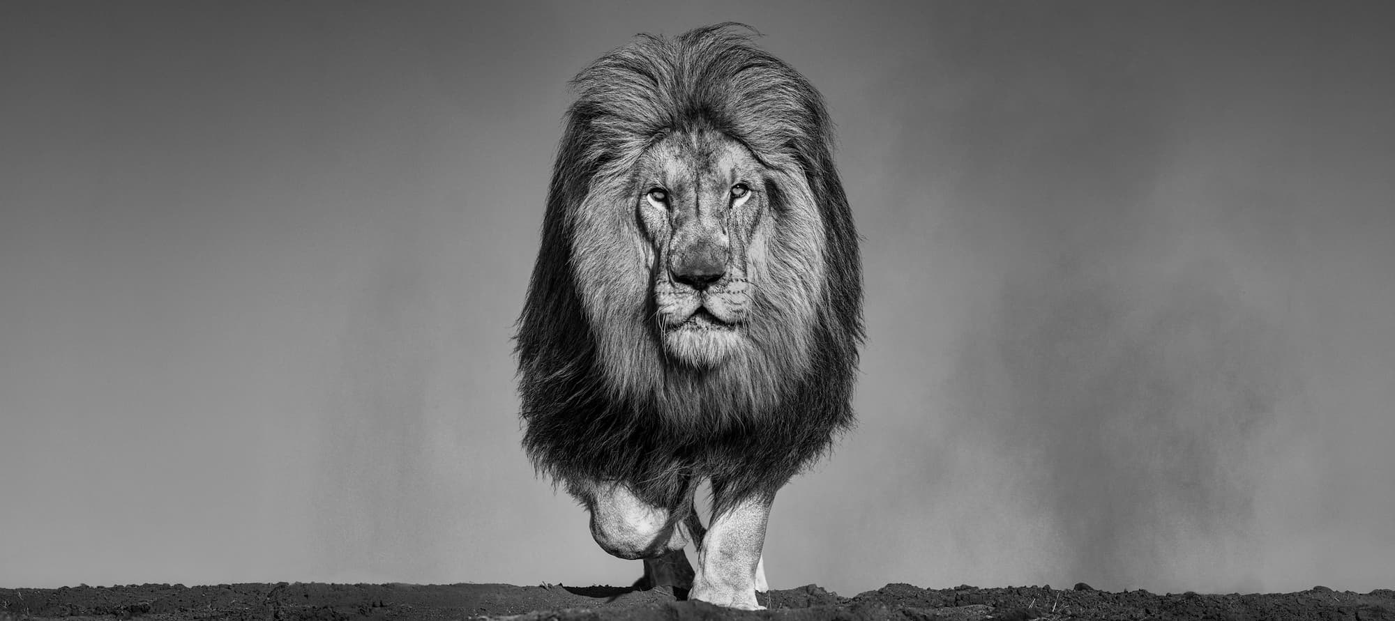 "The Dust Up" by David Yarrow, Dinokeng, South Africa, 2026. Black and white photograph.