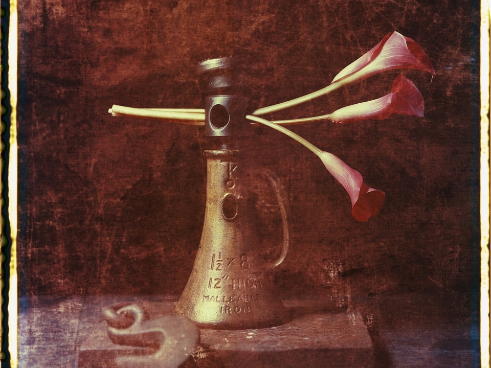 PINK CALLA LILLIES IN MAINE