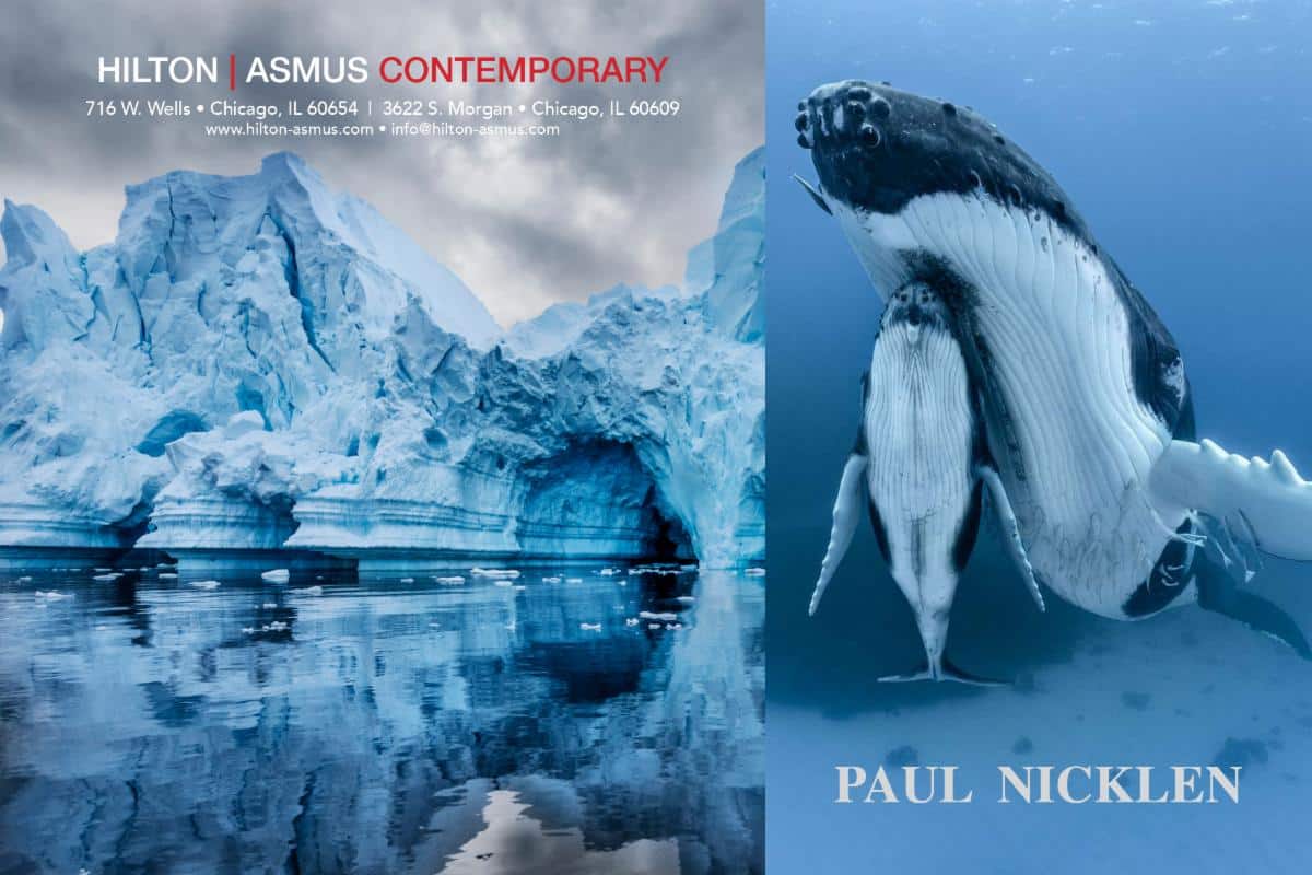 Art Miami-Paul Nicklen_s Postcard2