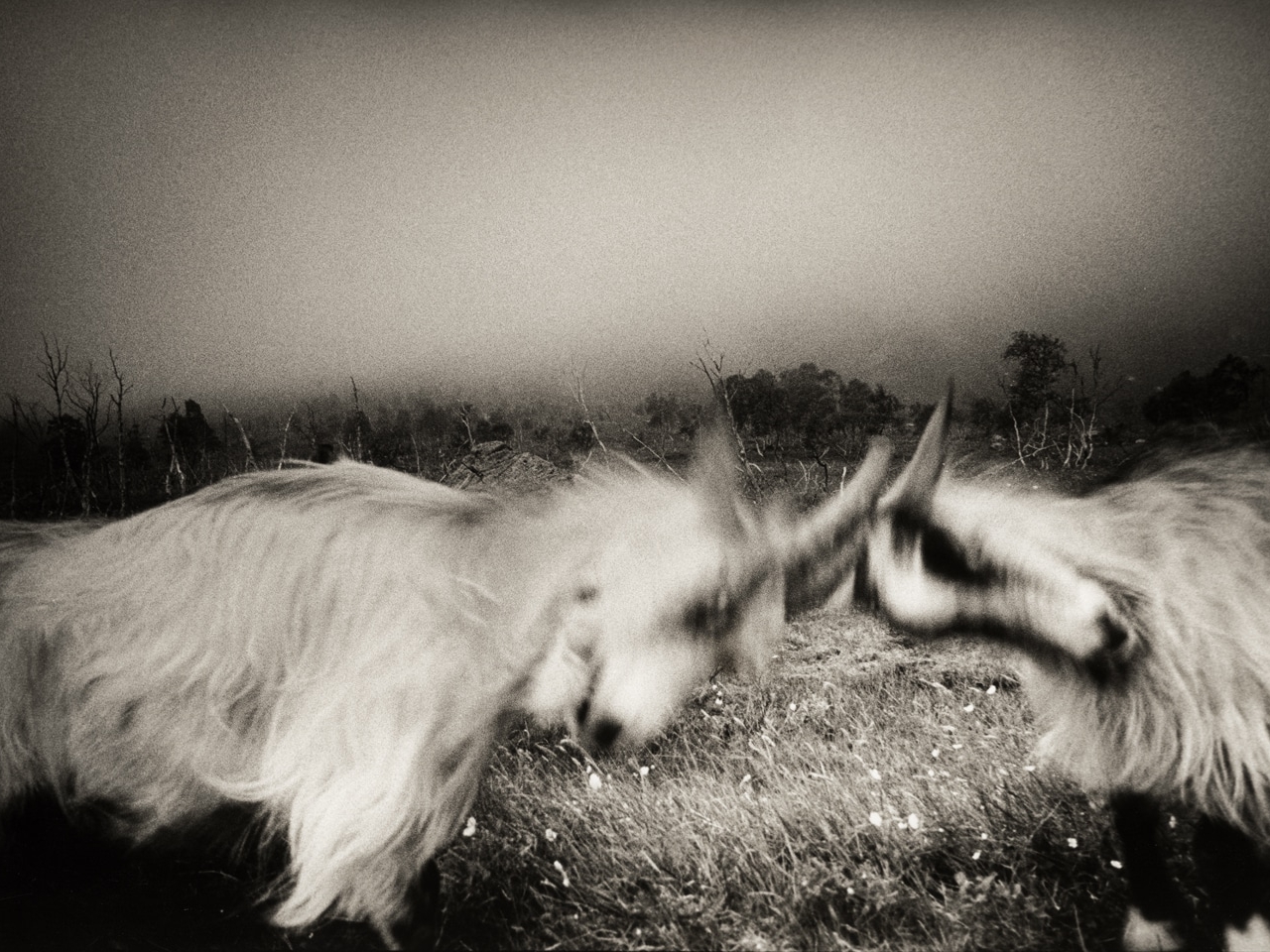 BATTLE OF THE RAINBOW BRIDGE