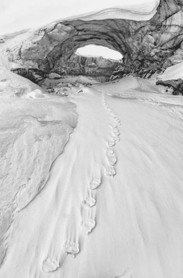 Bear’s Lair