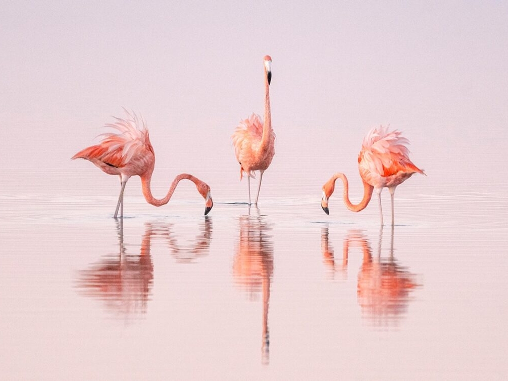 Pink Dancers