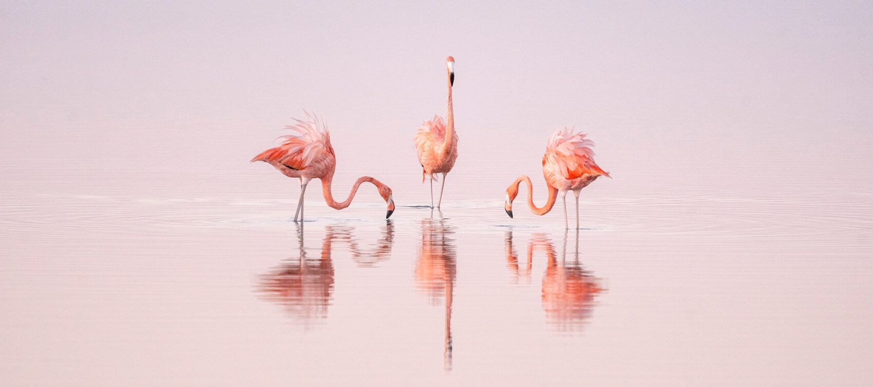 Pink Dancers