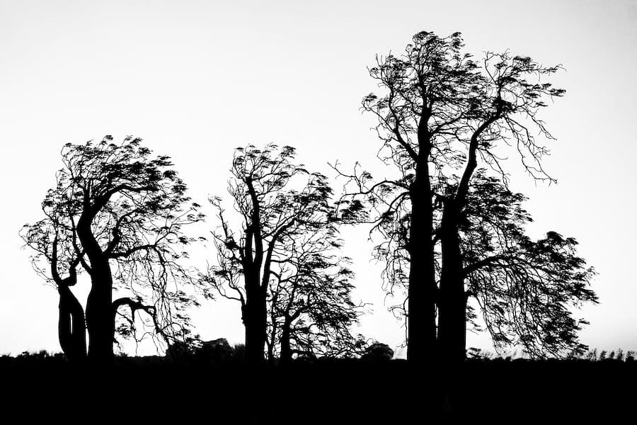 Silent Sentinels