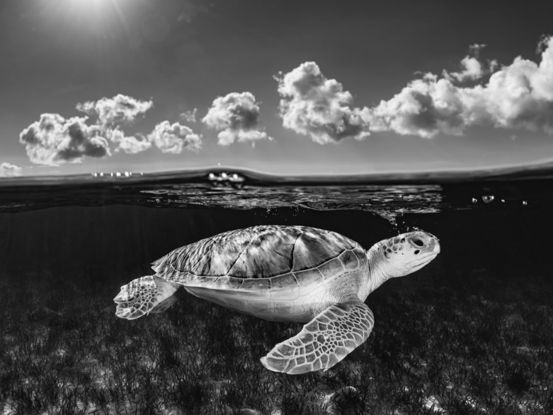 The Traveler by Cristina Mittermeier
