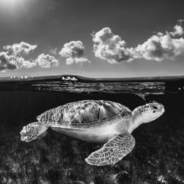 The Traveler by Cristina Mittermeier