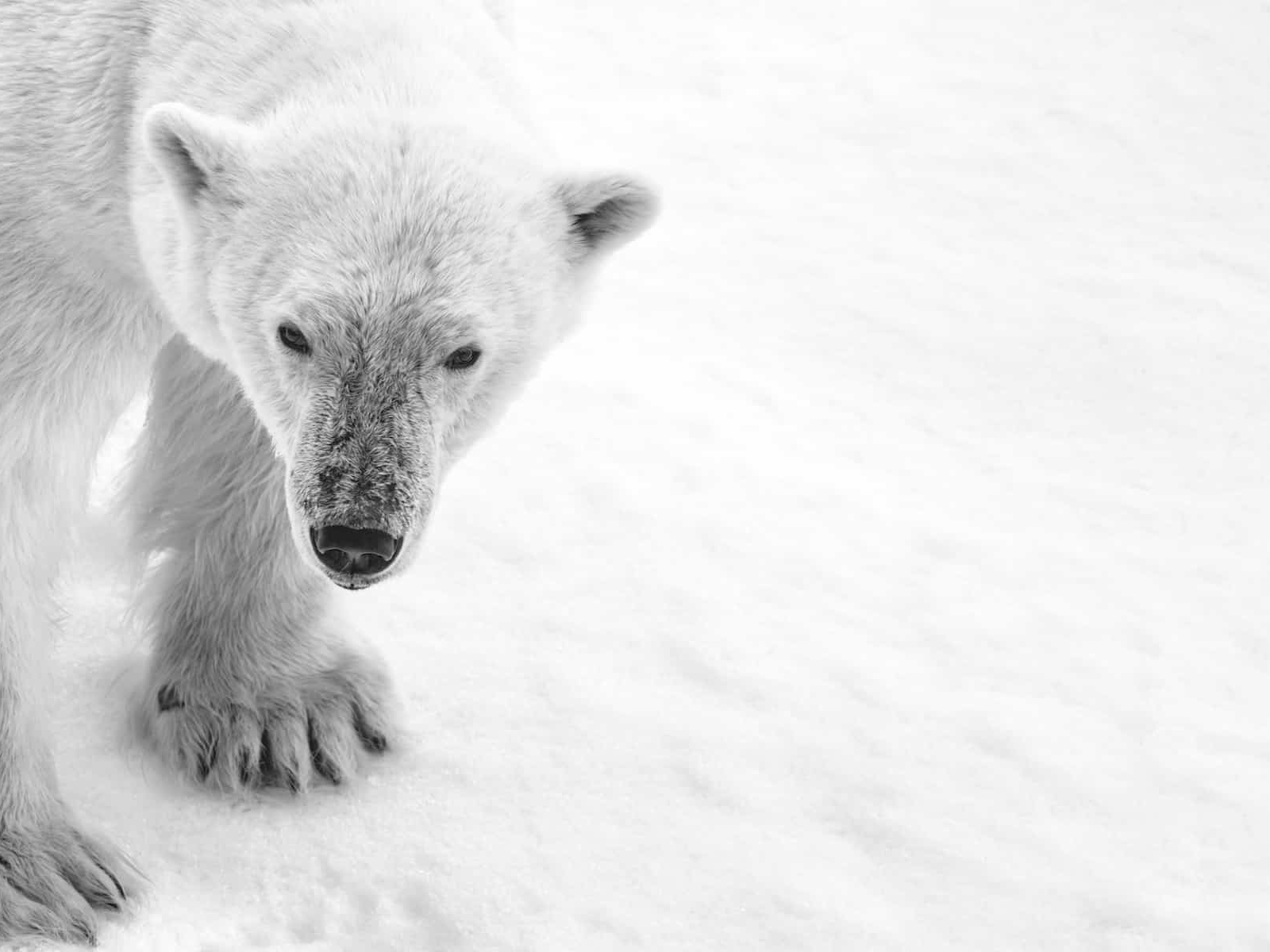 Quark Expeditions to the North Pole