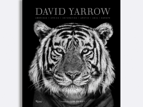 david yarrow photography