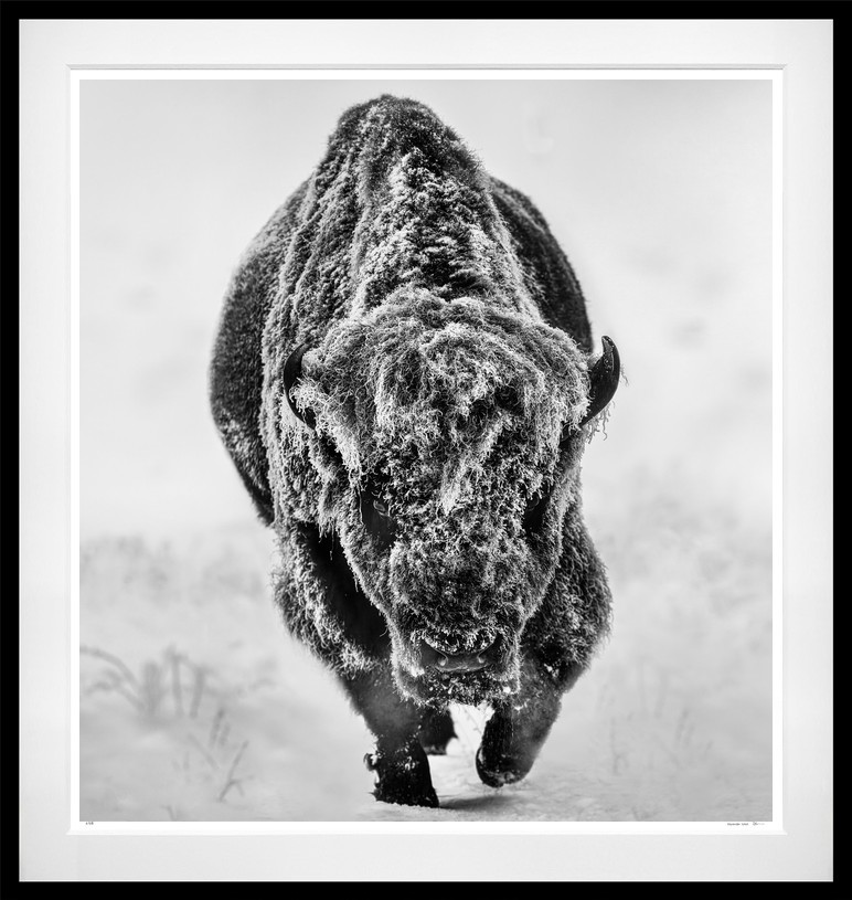 American Primeval (B&W) framed, 75" x 71" (Large)