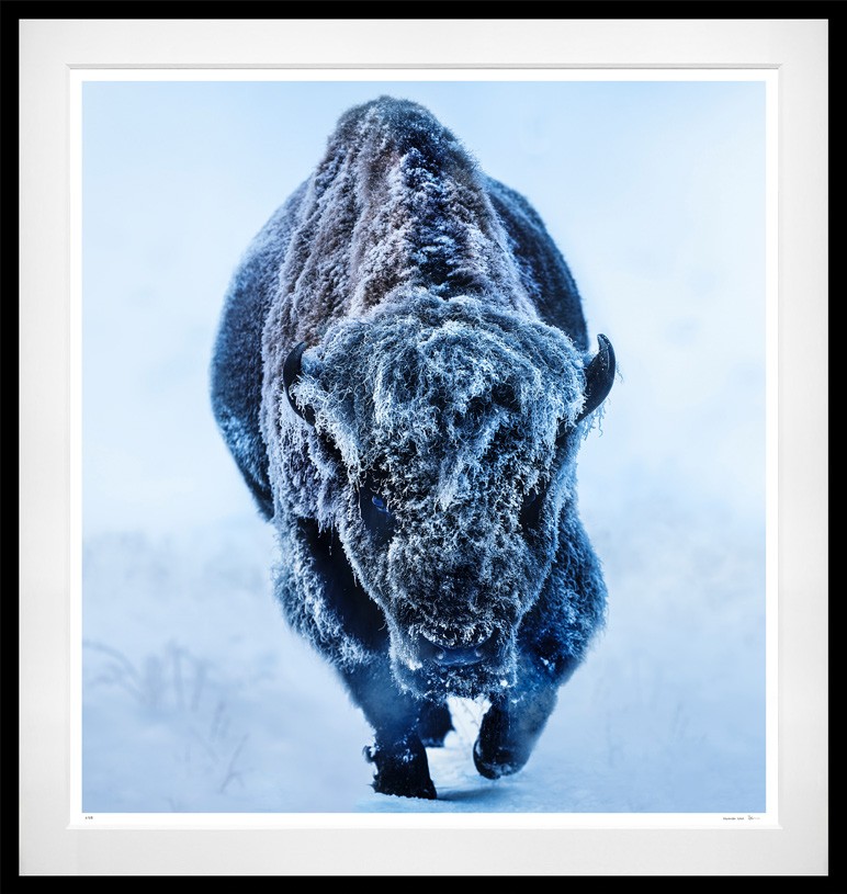 American Primeval (Colour) framed, 75" x 71" (Large)