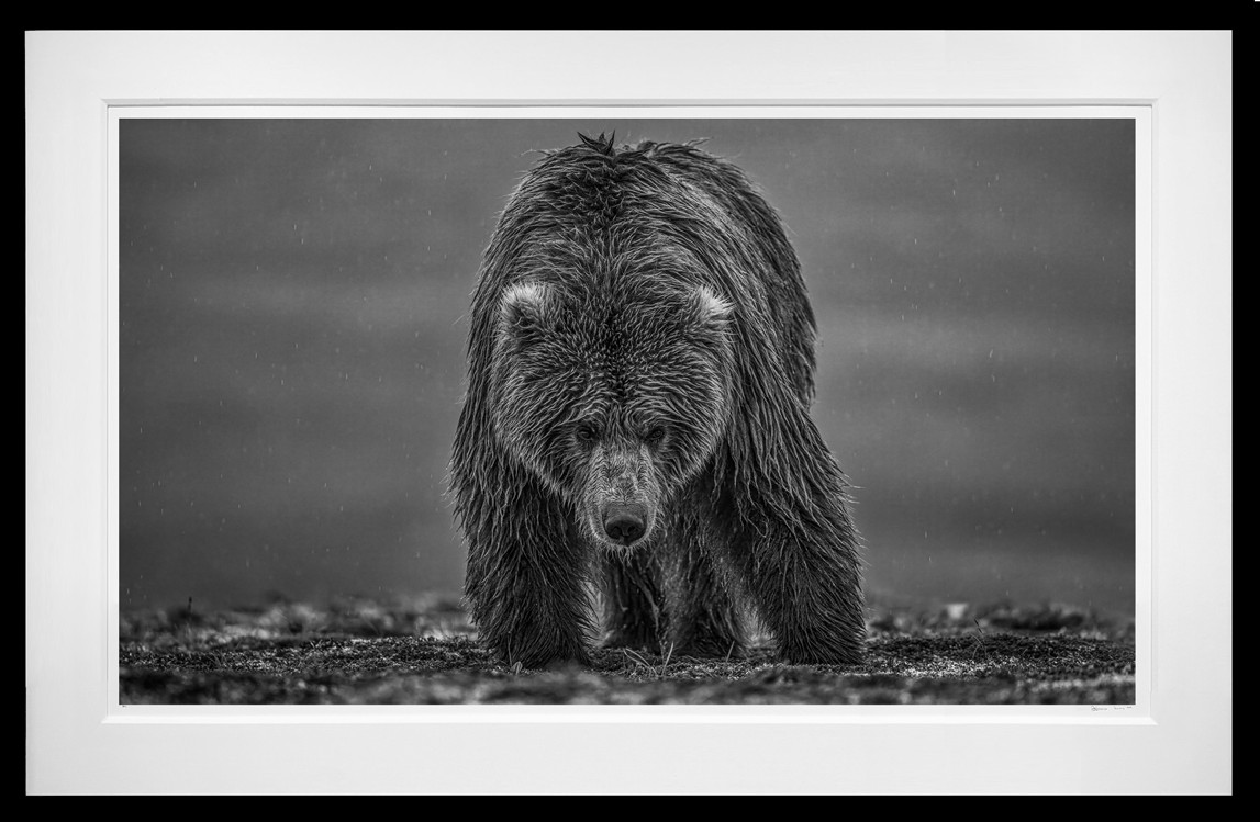 Bearish III framed, 71" x 112" (Large)