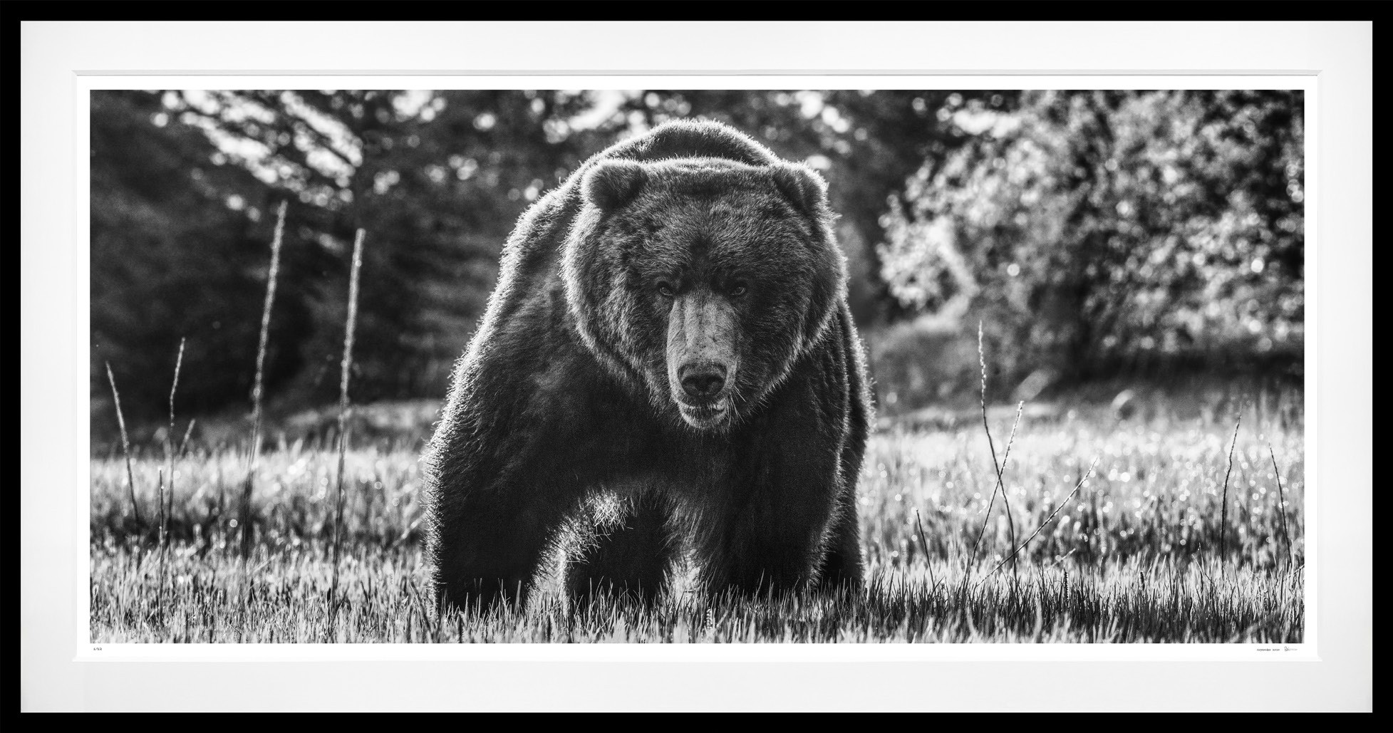 Beware of the Bear (B&W) framed, 62” x 118” (Large)