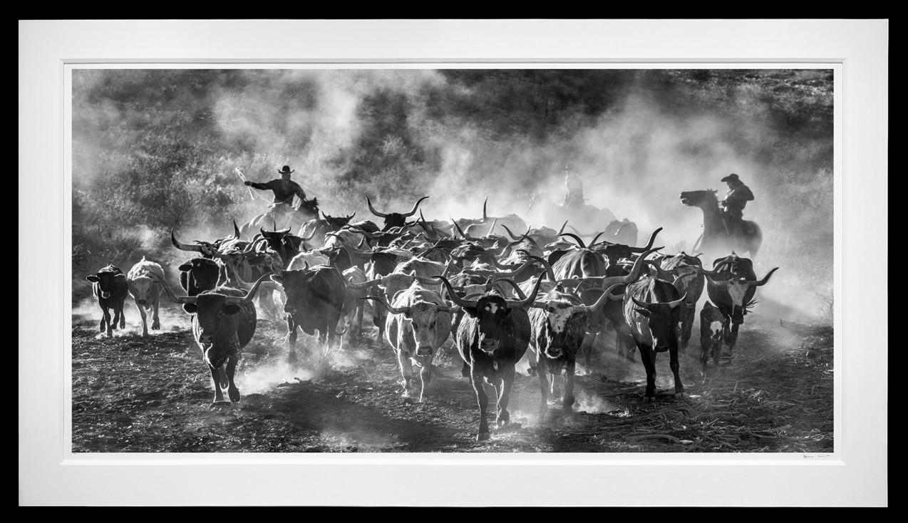 Cattle Drive framed, 67" x 118" (Large)