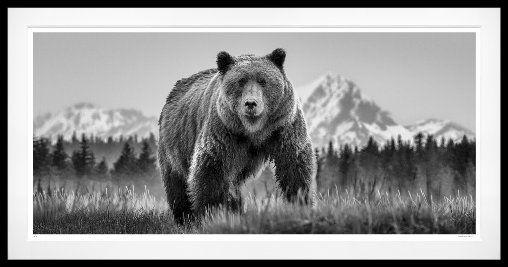 Cocaine Bear (B&W) framed, 62” x 118” (Large)