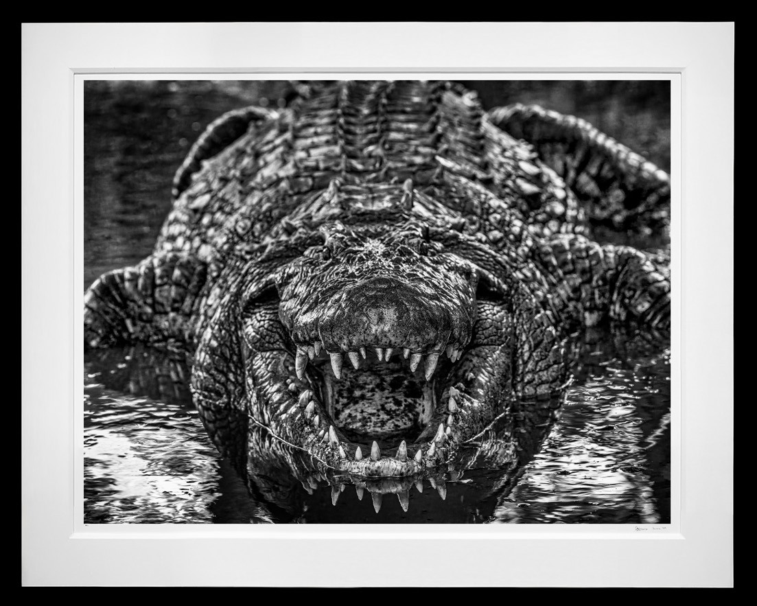 Jurassic Park framed, 71” x 89” (Large)