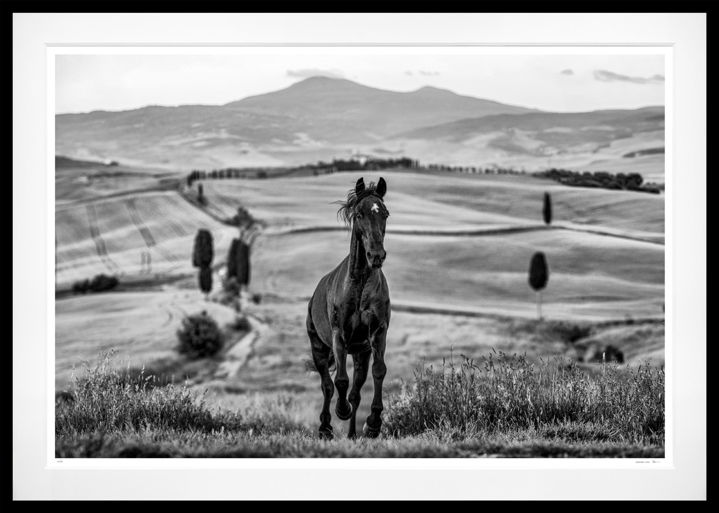 Maximus (B&W) framed, 71" x 100" (Large)